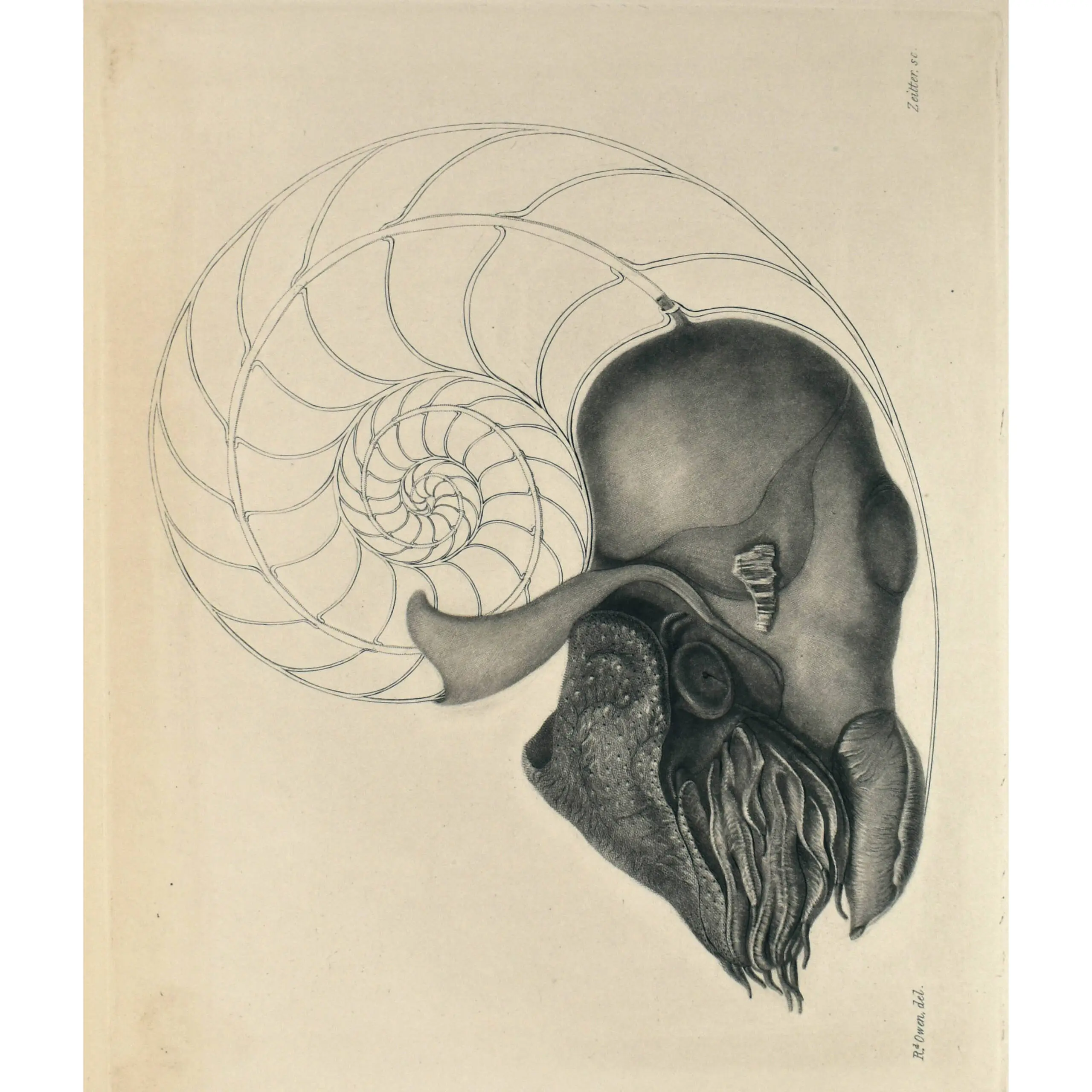 Memoir on the Pearly Nautilus (Nautilus Pompilius, Linn) with illustrations on its external form and internal structure.