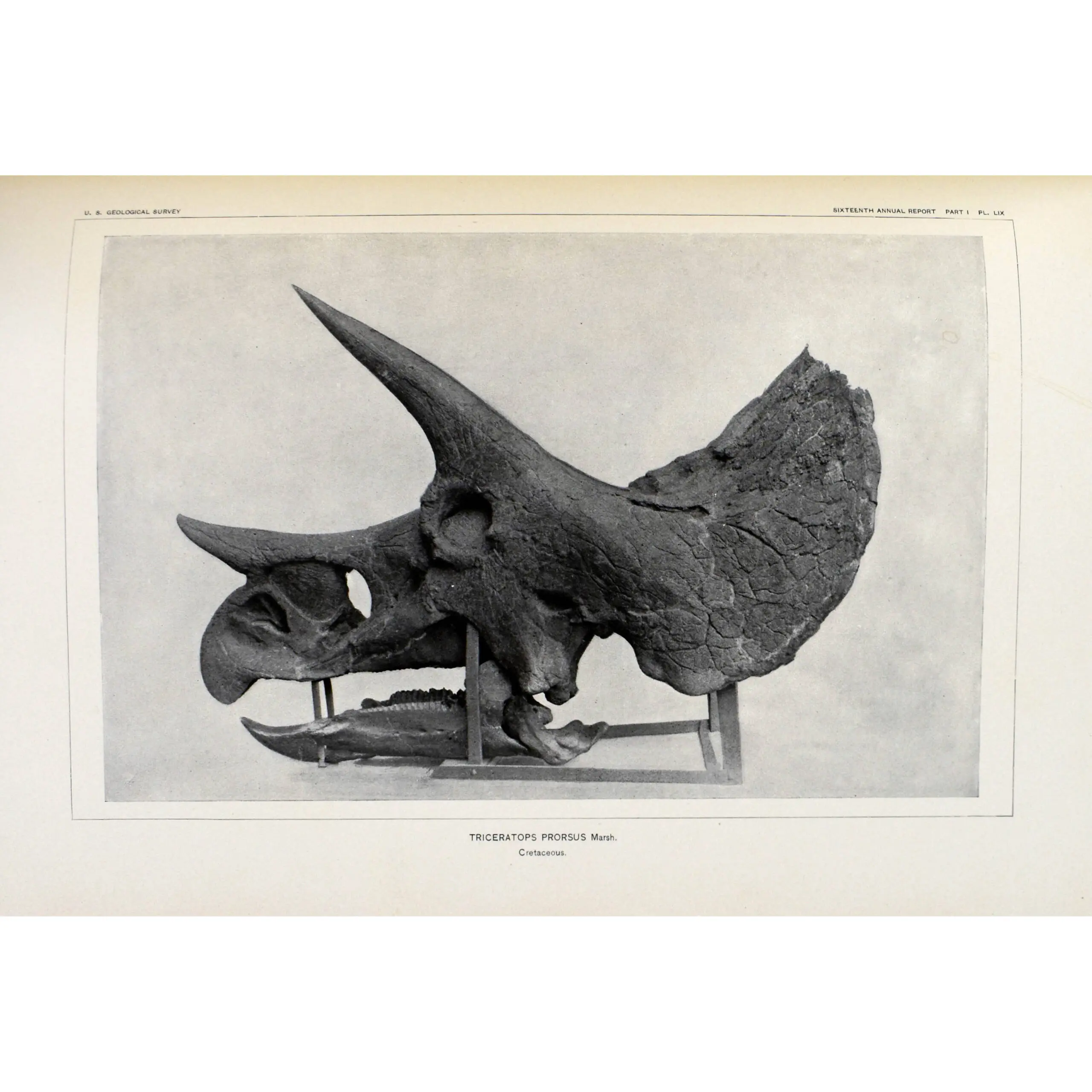 PALEONTOLOGY – BONE WARS (3)