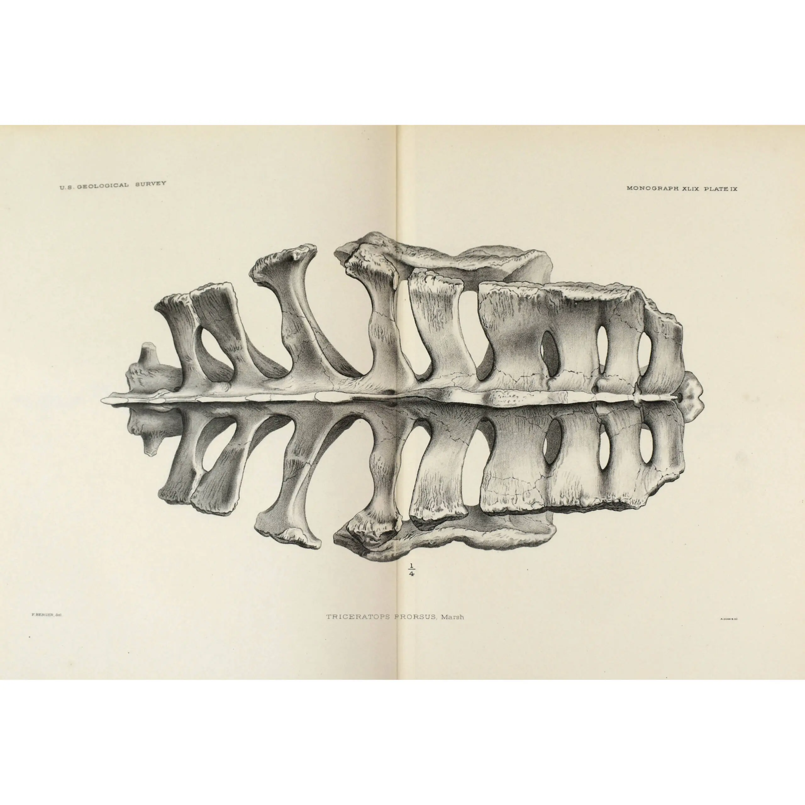 PALEONTOLOGY – BONE WARS (6)