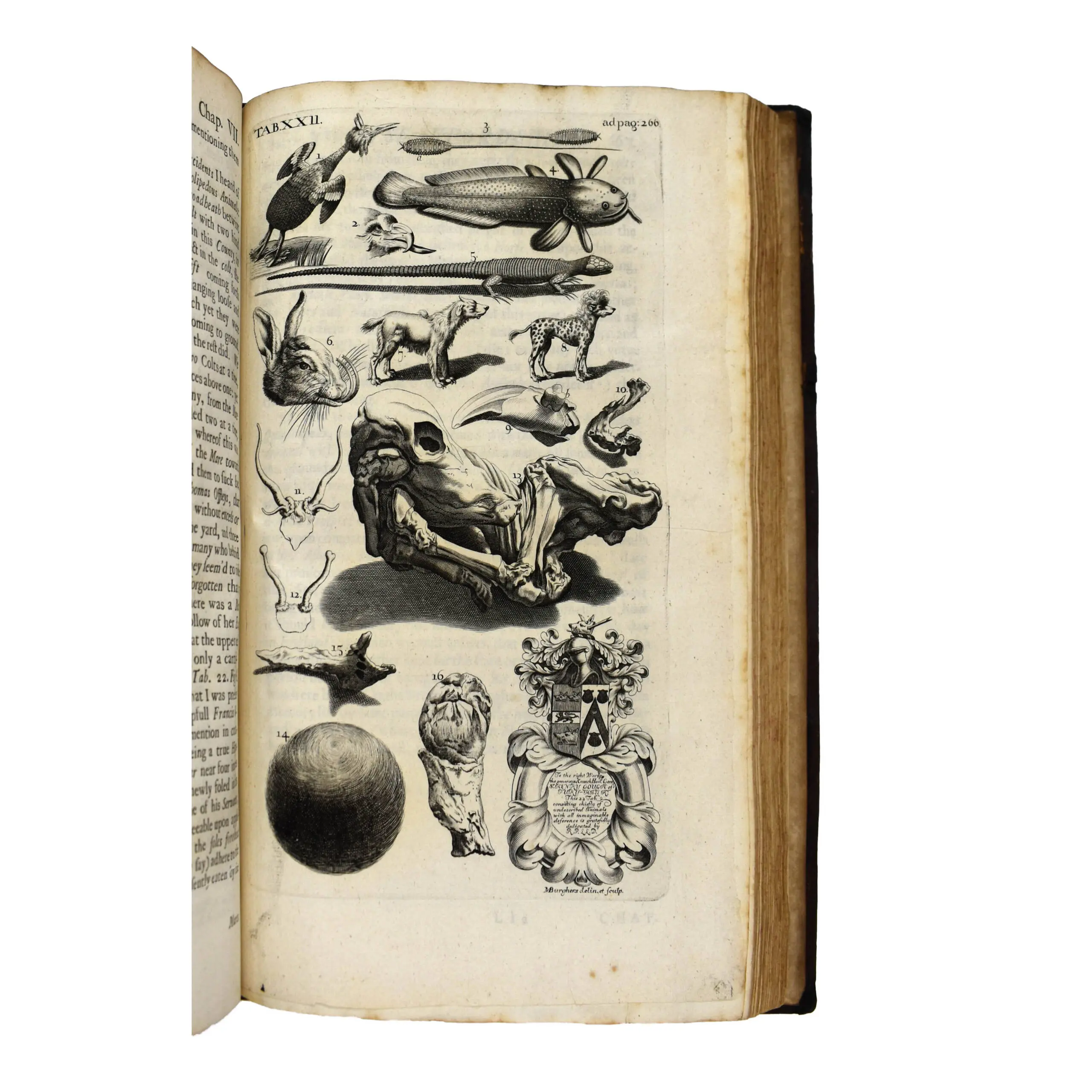 The Natural History of Staffordshire (3)
