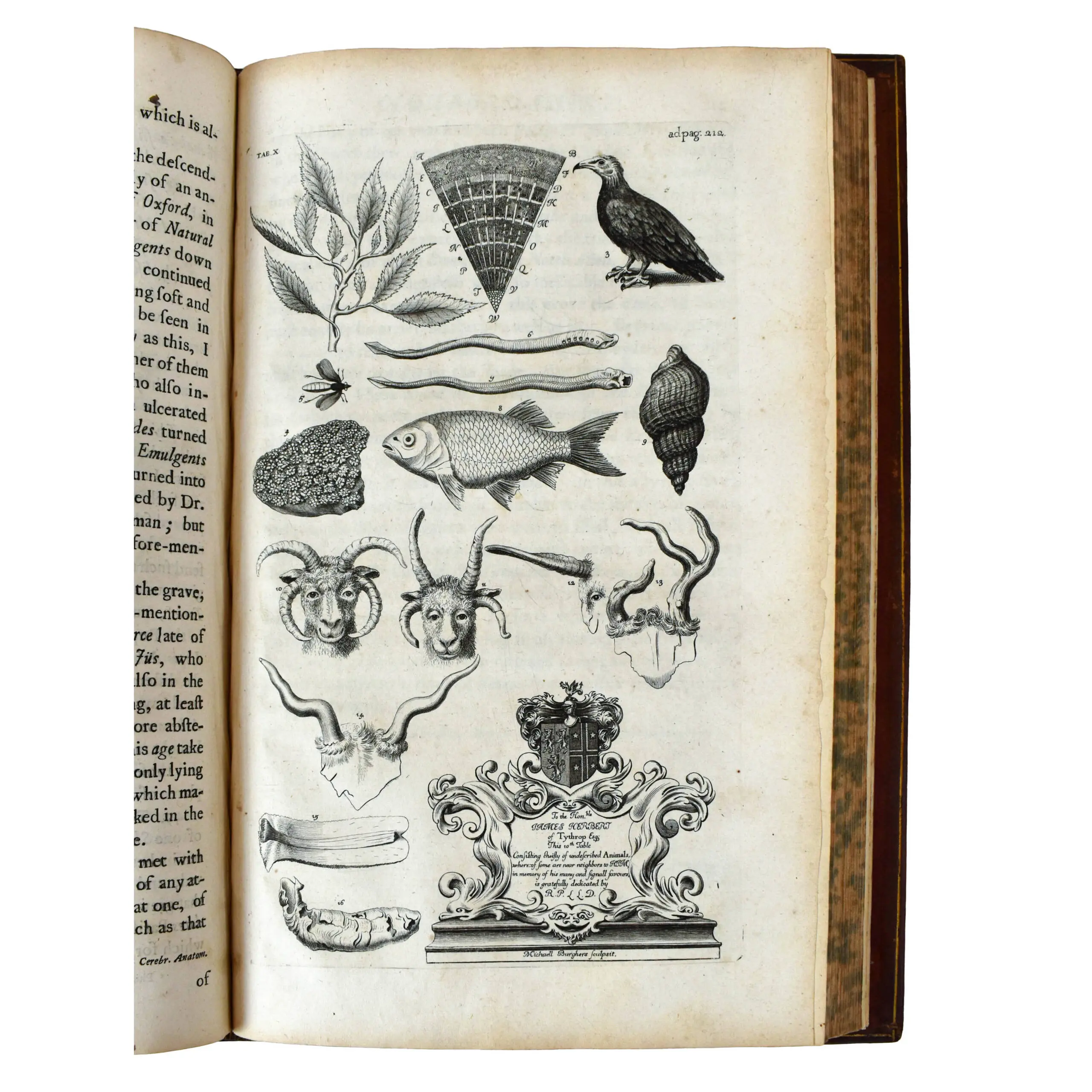 The Natural History of Oxford-Shire,Being an Essay toward the Natural History of England (2)
