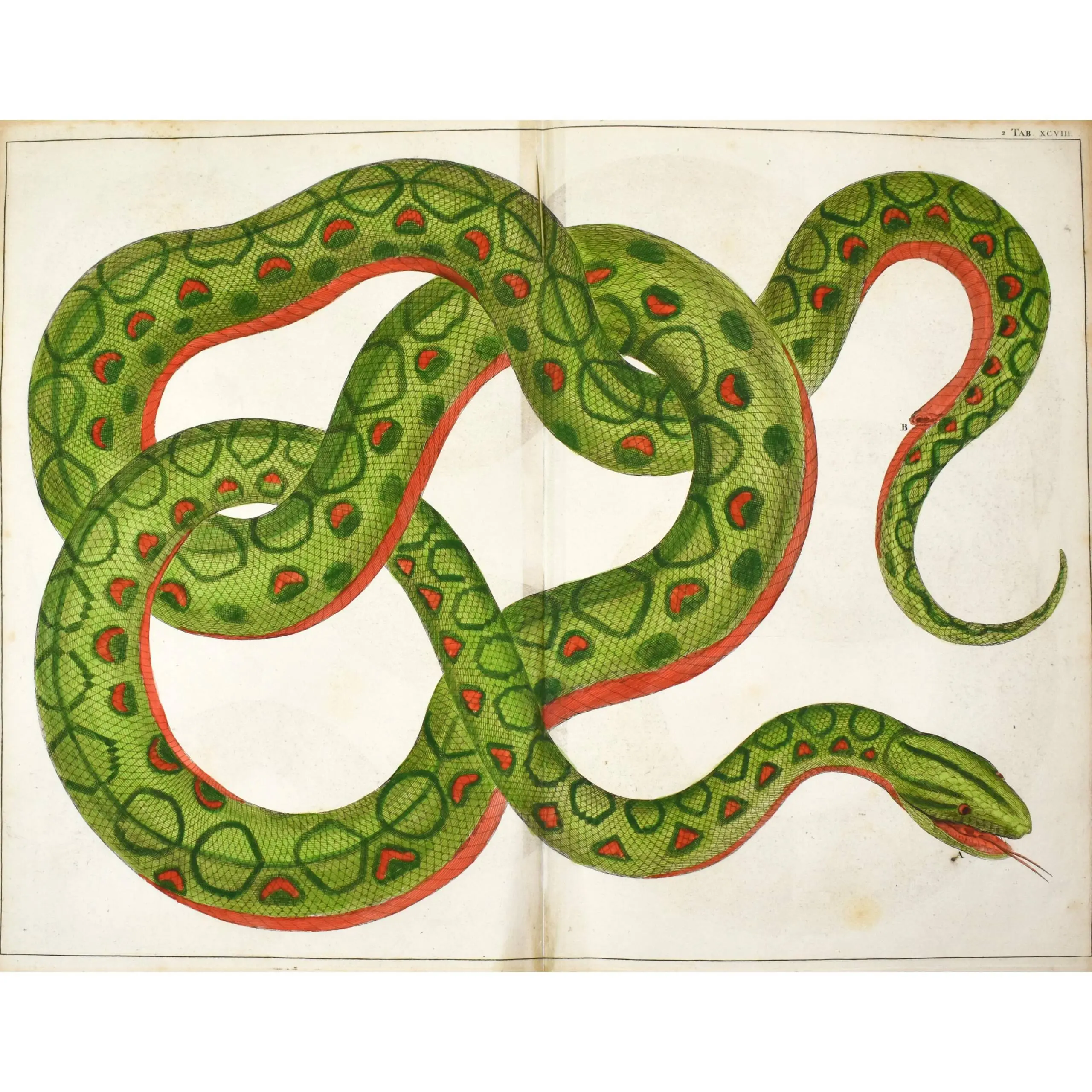 Selection of Snakes from Locupletissimi Rerum Naturalium Thesauri accurata descriptio.