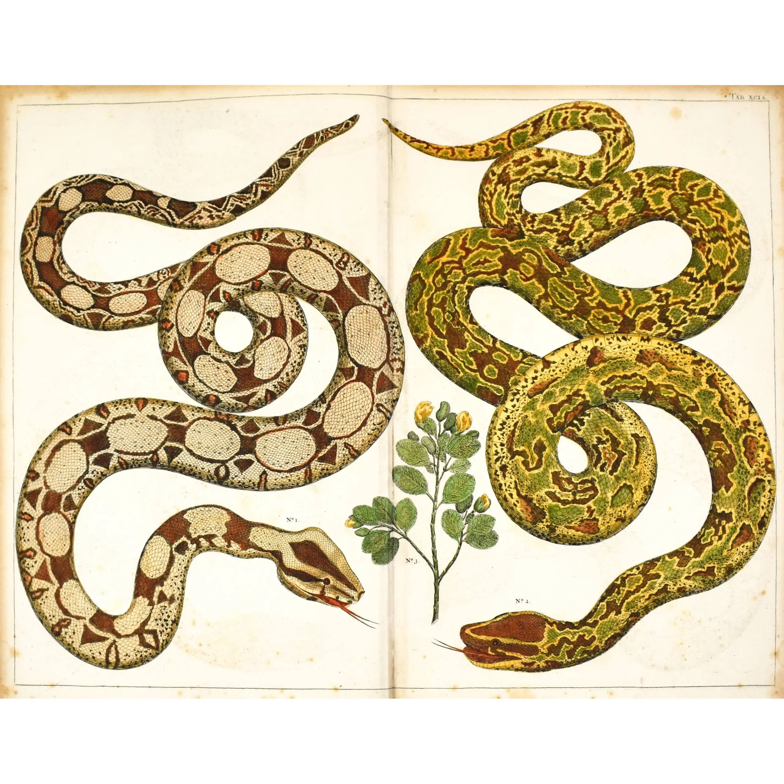 Selection of Snakes from Locupletissimi Rerum Naturalium Thesauri accurata descriptio (2)