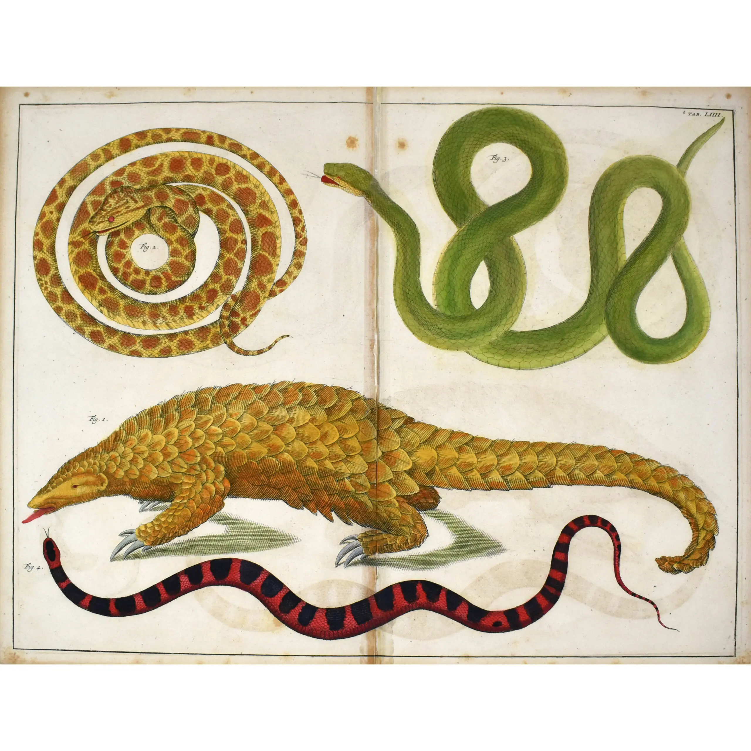 Selection of Snakes from Locupletissimi Rerum Naturalium Thesauri accurata descriptio (5)