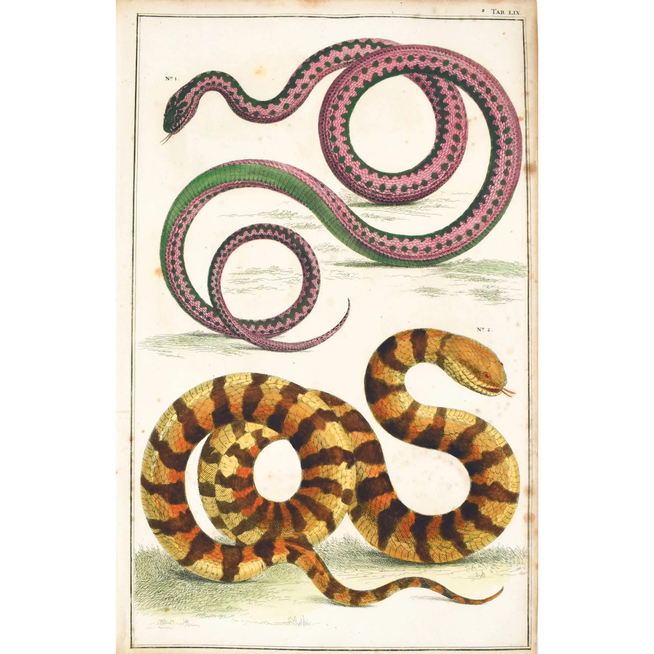 Selection of Snakes from Locupletissimi Rerum Naturalium Thesauri accurata descriptio (4)