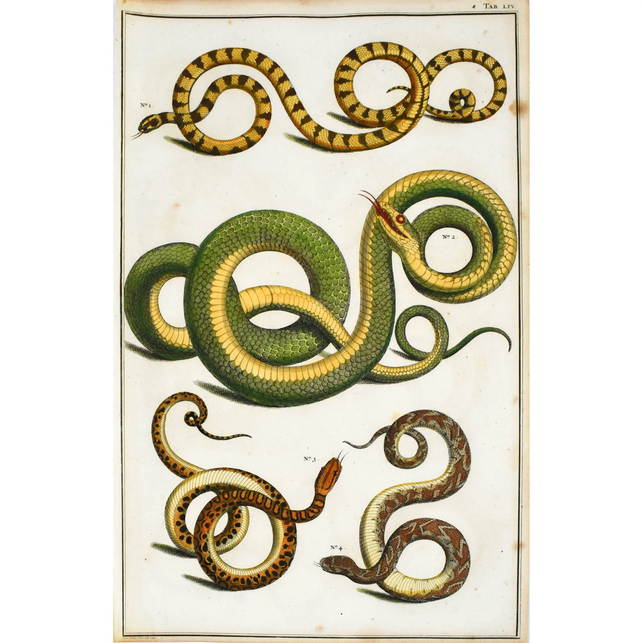 Selection of Snakes from Locupletissimi Rerum Naturalium Thesauri accurata descriptio (3)