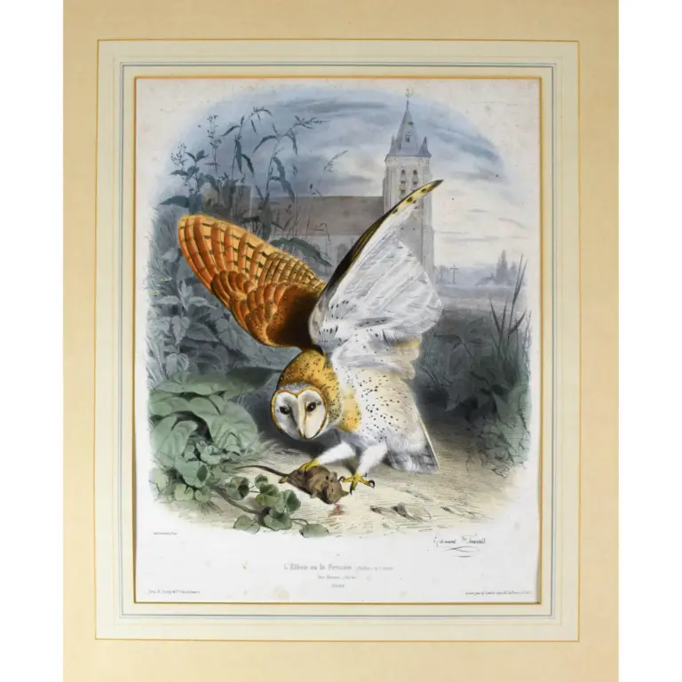 L’Effraie ou la Fressaie [and] La Crecerelle,
