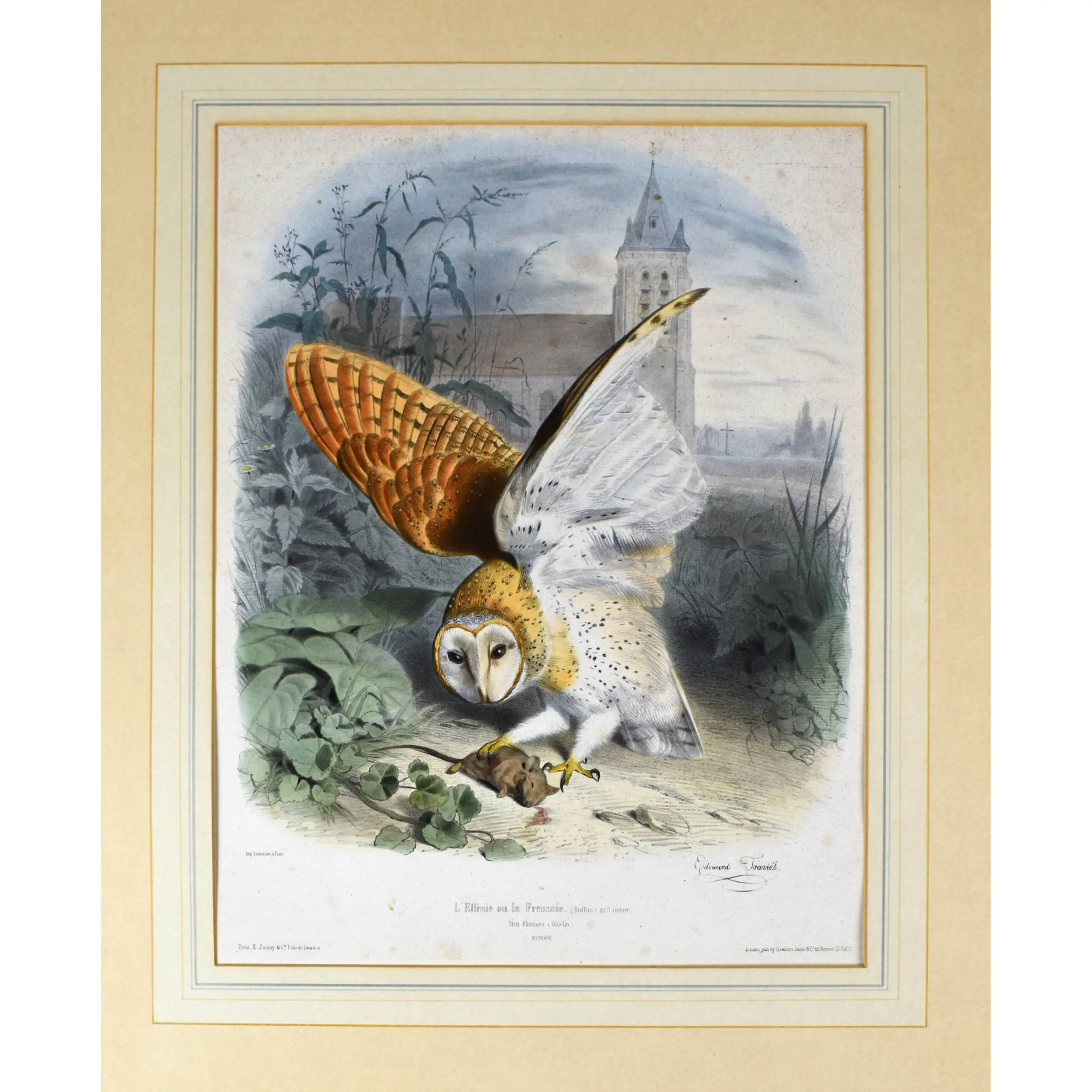 L'Effraie ou la Fressaie [and] La Crecerelle,