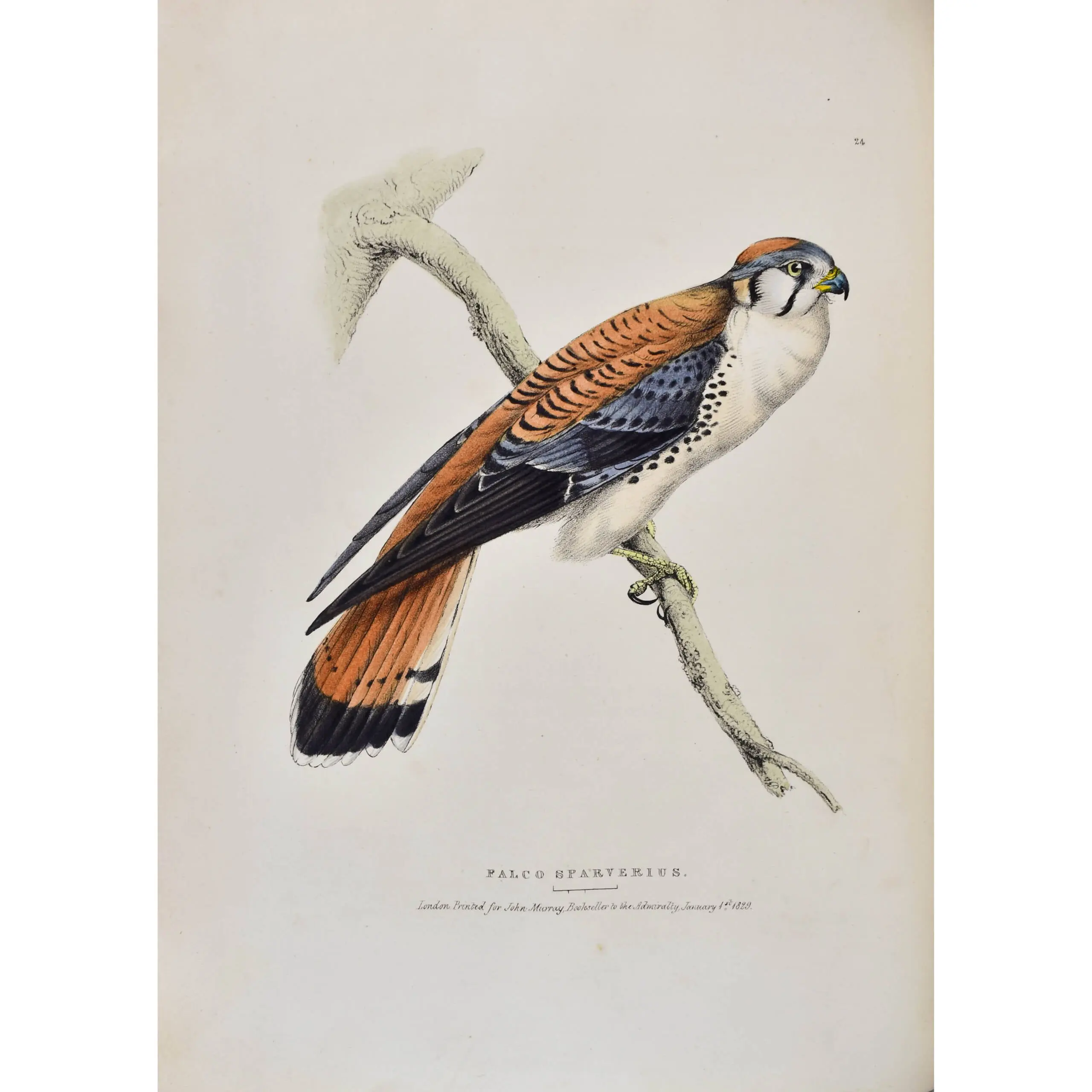 Fauna Boreali-Americana, or, The Zoology of the Northern Parts of British America: containing descriptions of the objects of natural history collected on the late northern land expeditions (4)