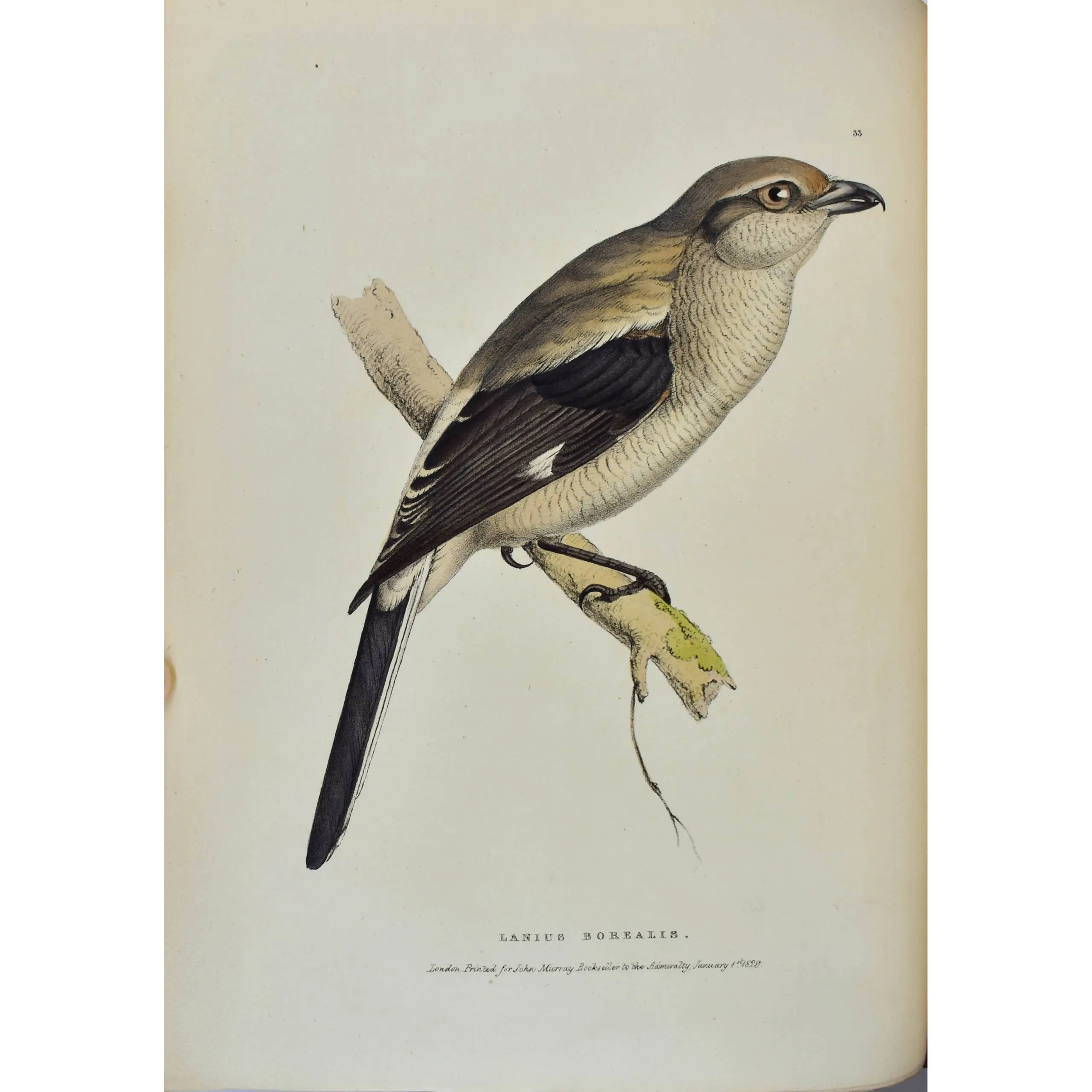 Fauna Boreali-Americana, or, The Zoology of the Northern Parts of British America: containing descriptions of the objects of natural history collected on the late northern land expeditions (3)