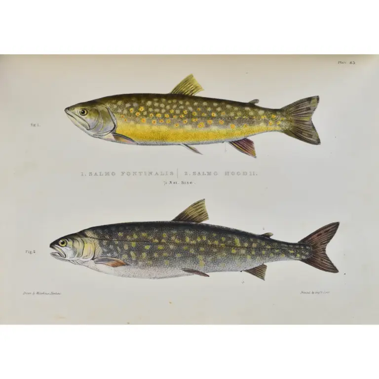 Fauna Boreali-Americana, or, The Zoology of the Northern Parts of British America: containing descriptions of the objects of natural history collected on the late northern land expeditions