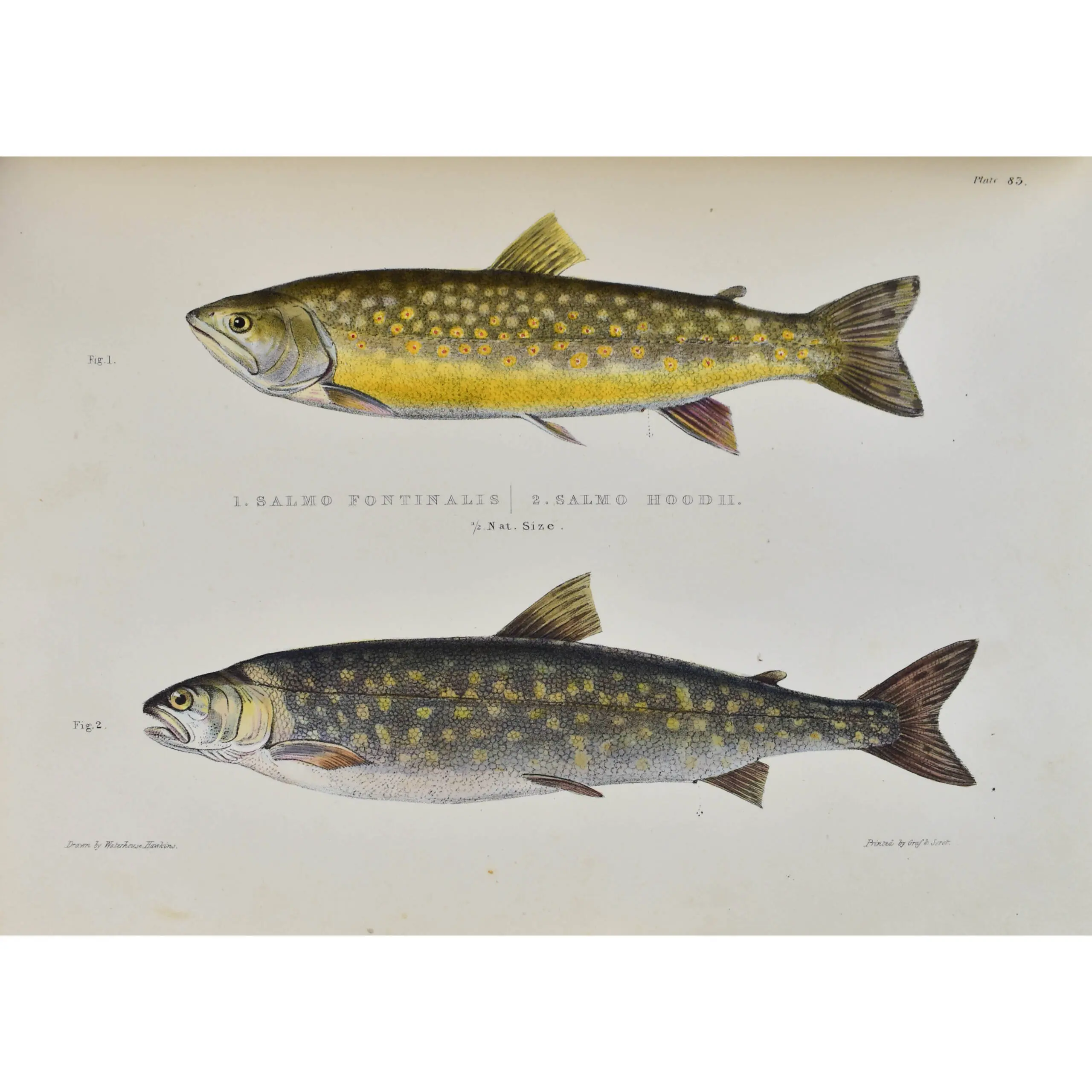 Fauna Boreali-Americana, or, The Zoology of the Northern Parts of British America: containing descriptions of the objects of natural history collected on the late northern land expeditions