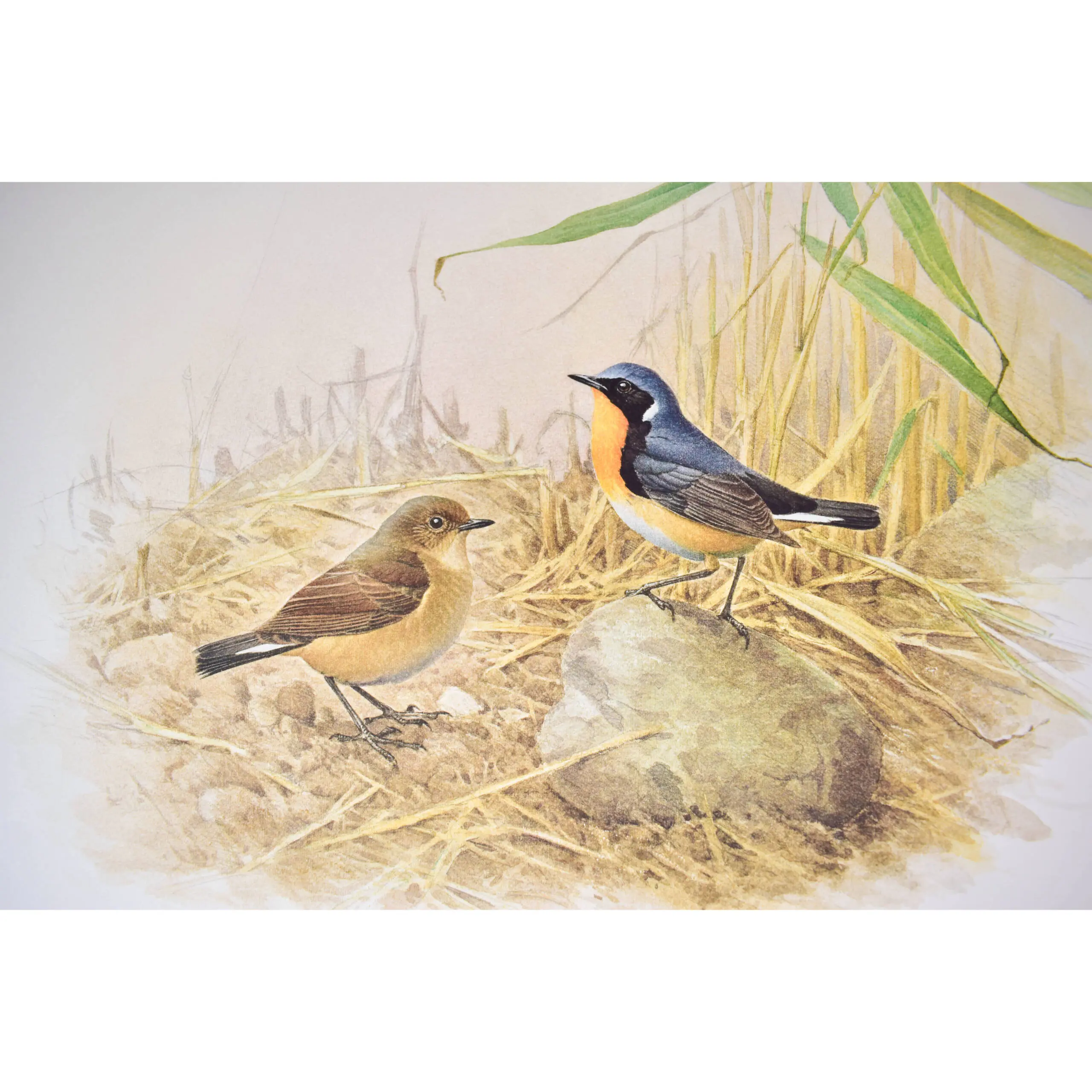 Three Collotypes from Rare Birds of China