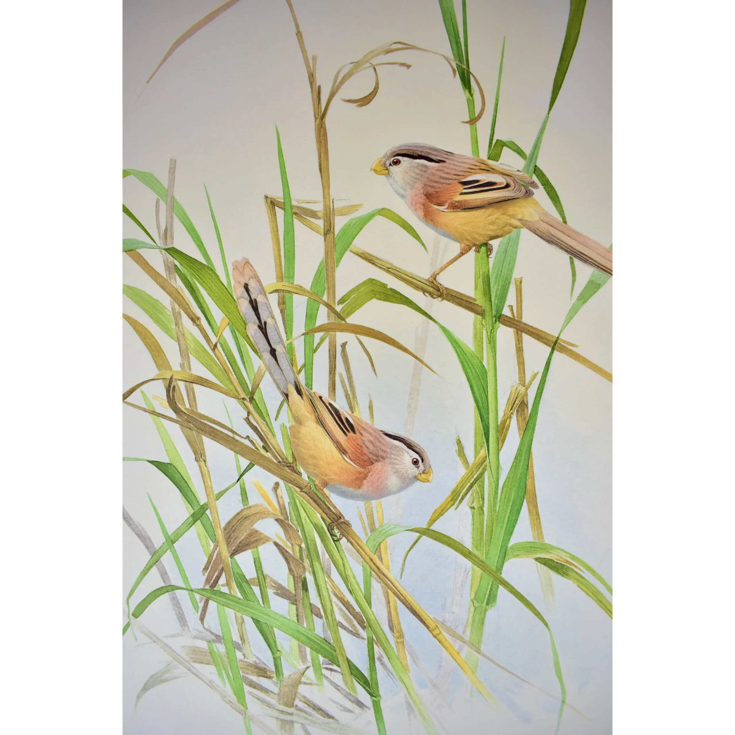 Three Collotypes from Rare Birds of China (3)