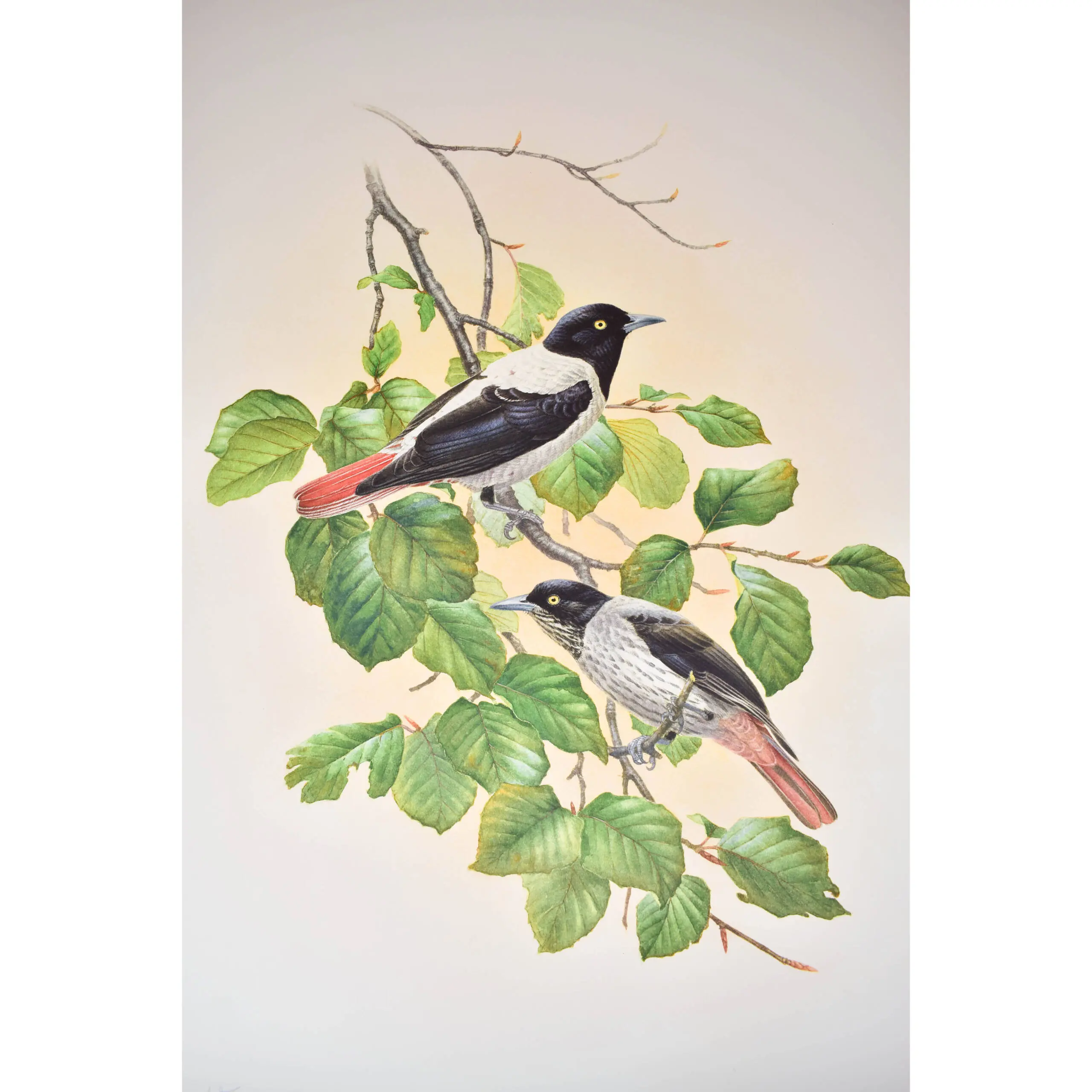 Three Collotypes from Rare Birds of China (5)