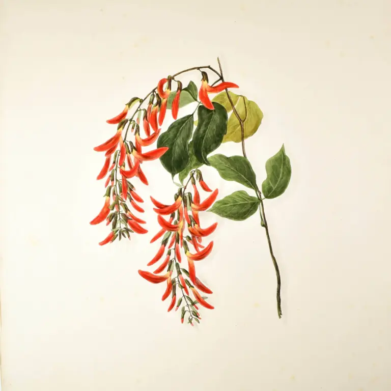 ‘Brazilian Flowers drawn from nature in the years 1880 – 1882 in the neighbourhood of Rio de Janeiro, Larangeiras, Tijuca, Paqueta, Petropolis, many of the Specimens gathered in Primeval Forests’.