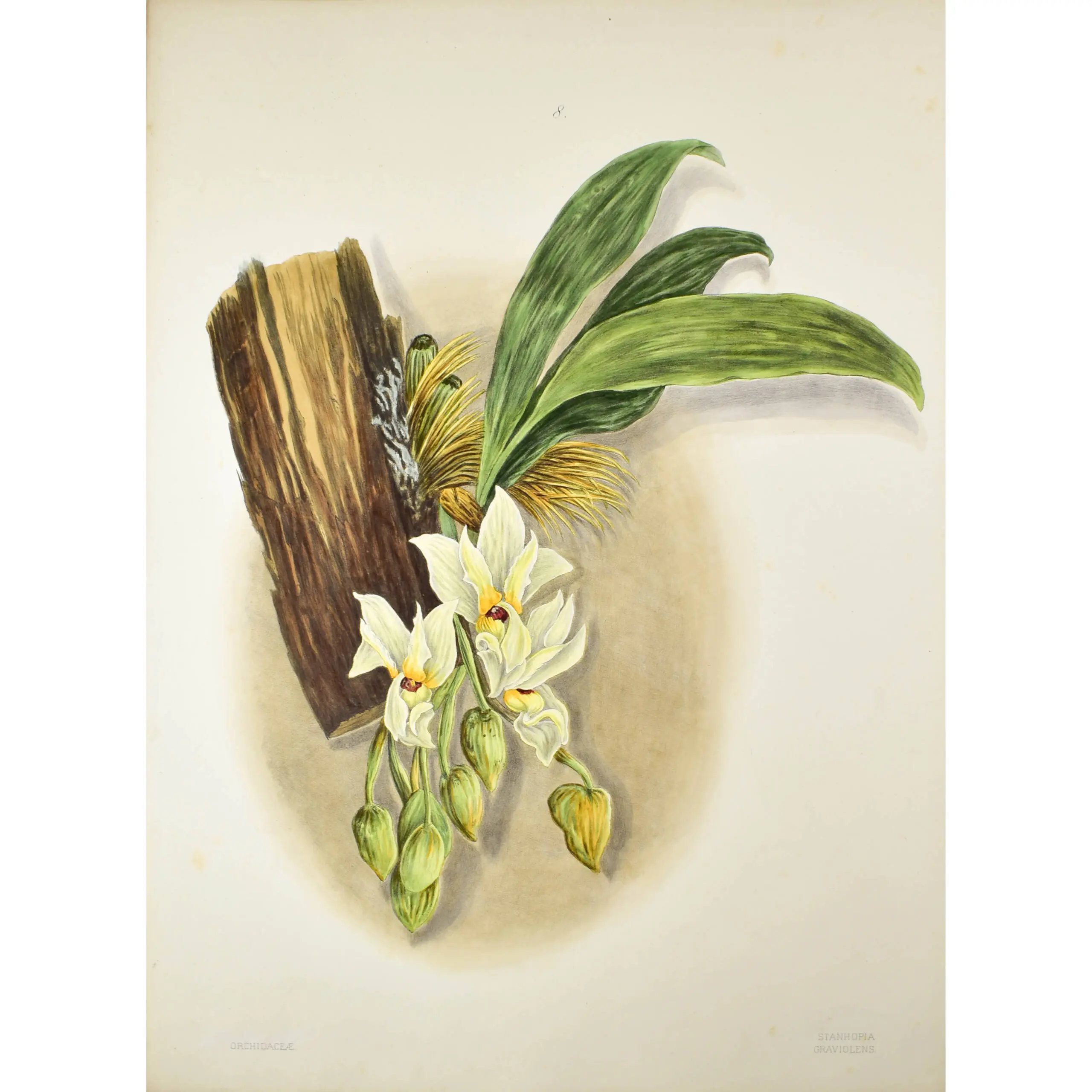 ‘Brazilian Flowers drawn from nature in the years 1880 – 1882 in the neighbourhood of Rio de Janeiro, Larangeiras, Tijuca, Paqueta, Petropolis, many of the Specimens gathered in Primeval Forests’ (3)