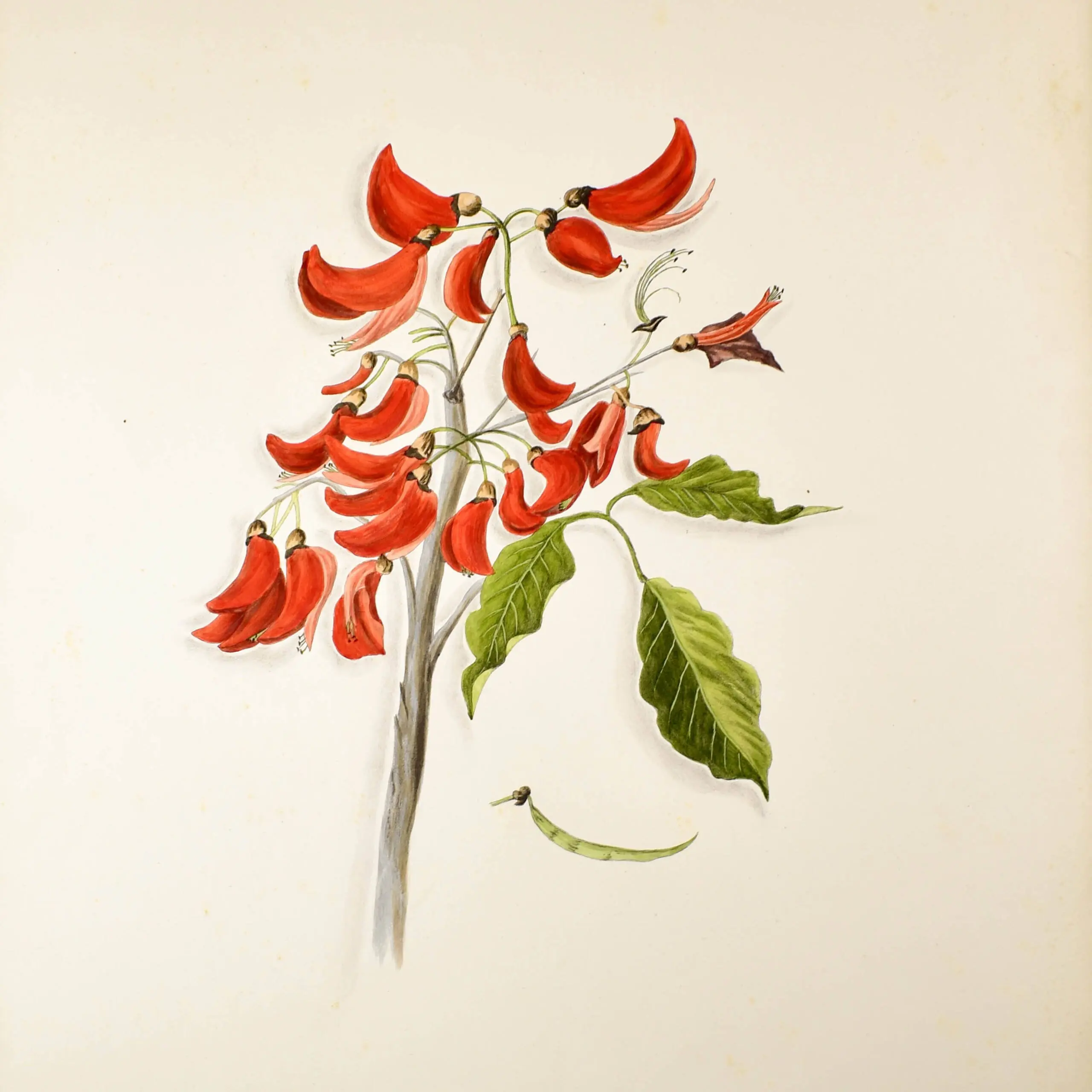 ‘Brazilian Flowers drawn from nature in the years 1880 – 1882 in the neighbourhood of Rio de Janeiro, Larangeiras, Tijuca, Paqueta, Petropolis, many of the Specimens gathered in Primeval Forests’ (4)