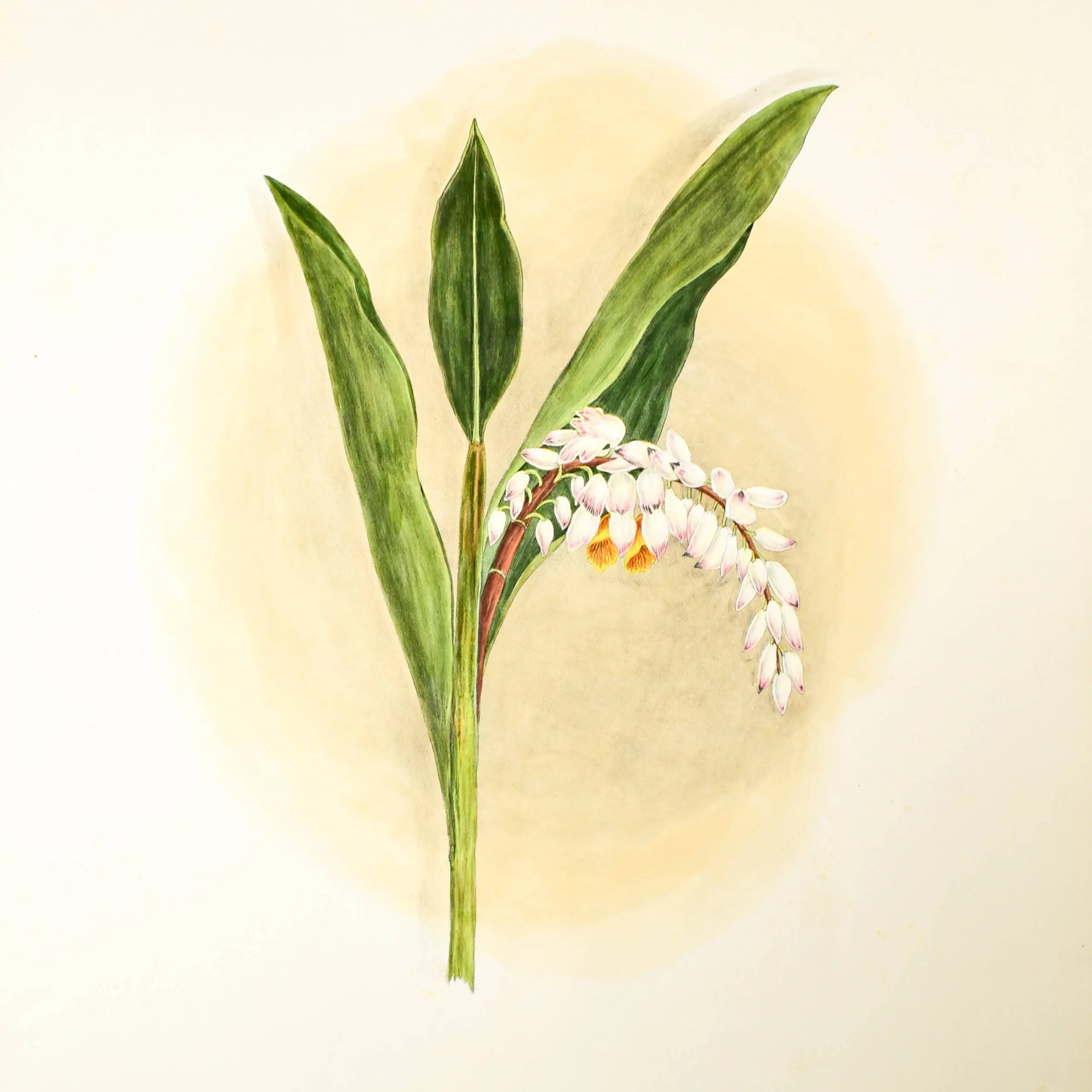 ‘Brazilian Flowers drawn from nature in the years 1880 – 1882 in the neighbourhood of Rio de Janeiro, Larangeiras, Tijuca, Paqueta, Petropolis, many of the Specimens gathered in Primeval Forests’ (5)