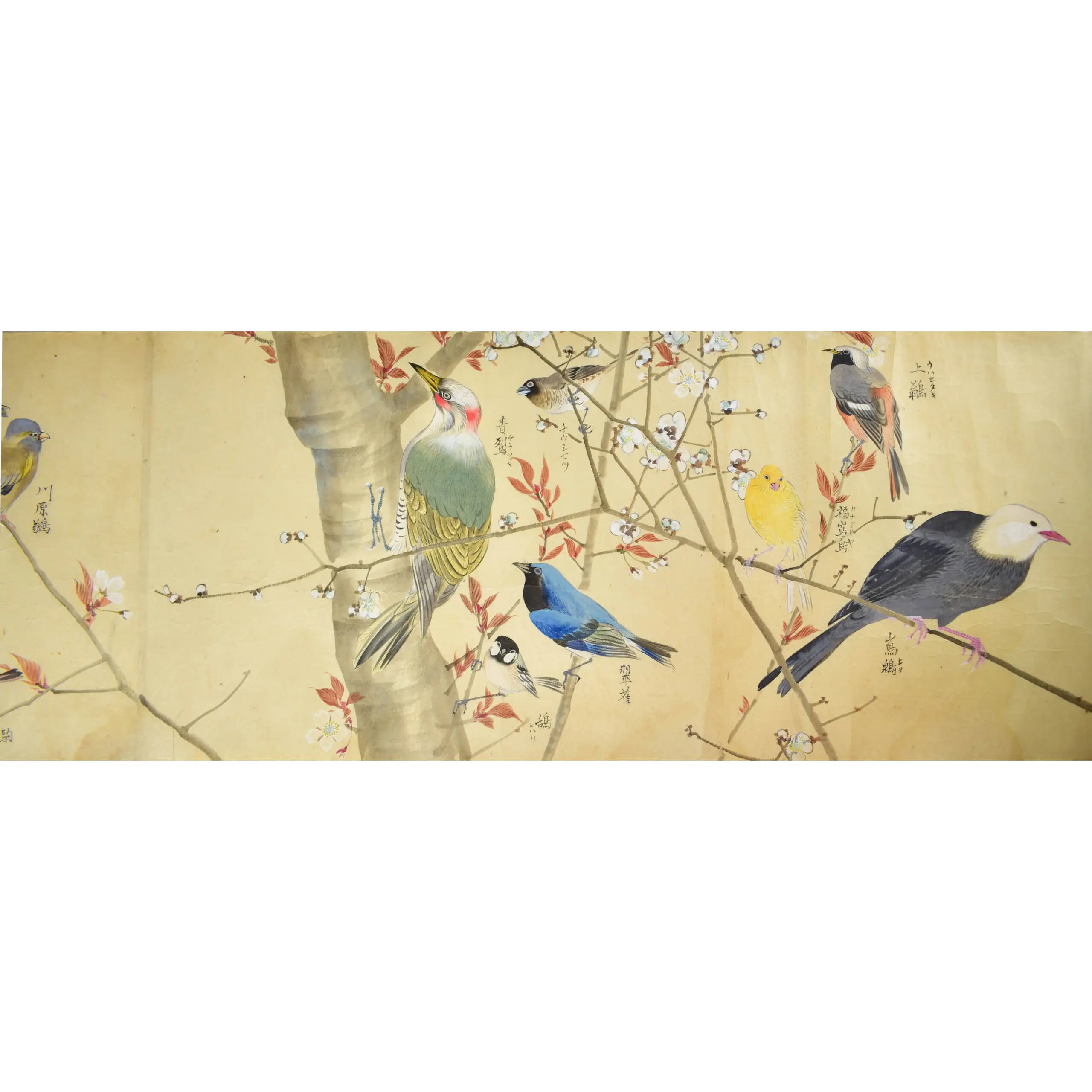 A Fine Scroll with Watercolours of 29 Birds including 12 Parrots (2)