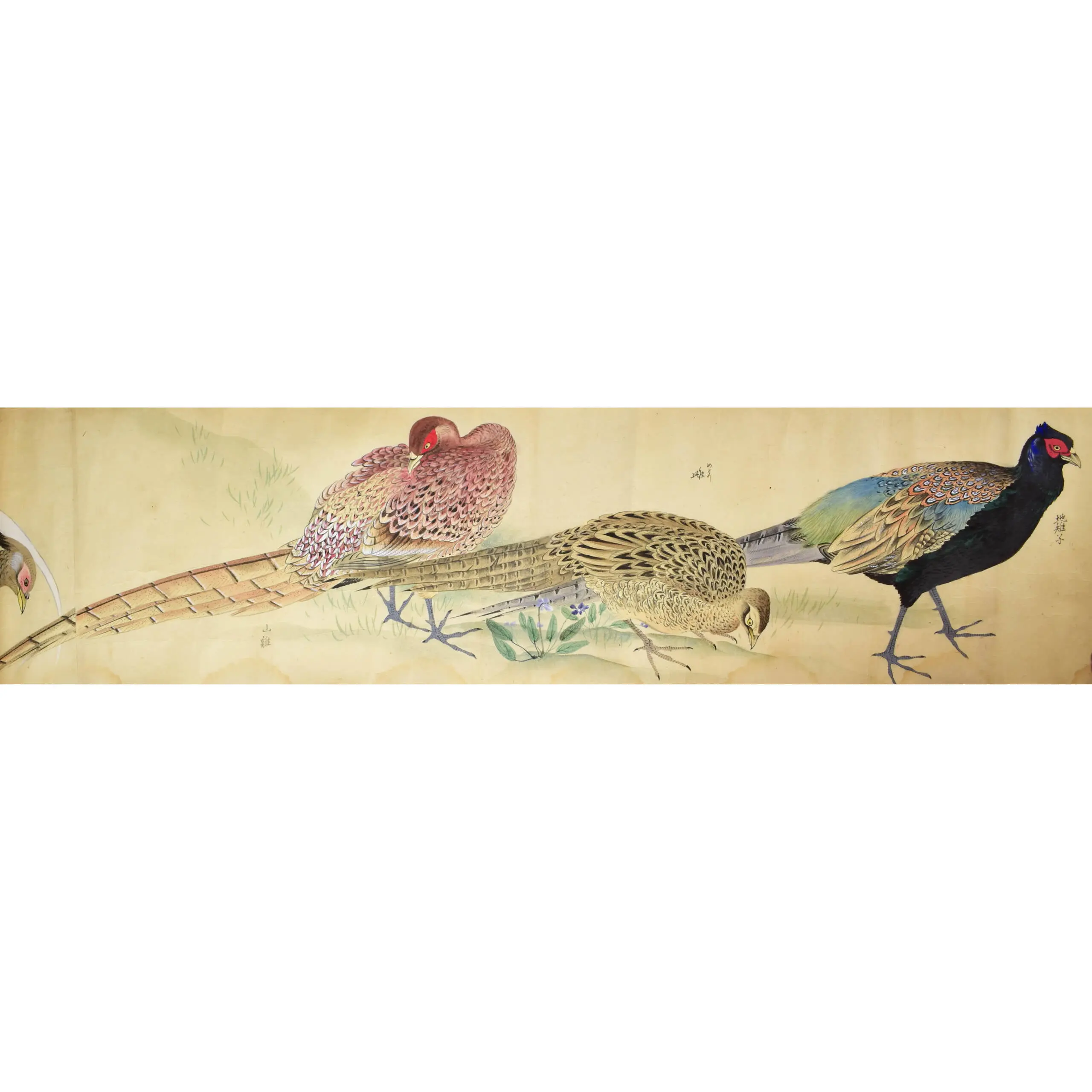 A Fine Scroll with Watercolours of 29 Birds including 12 Parrots (3)