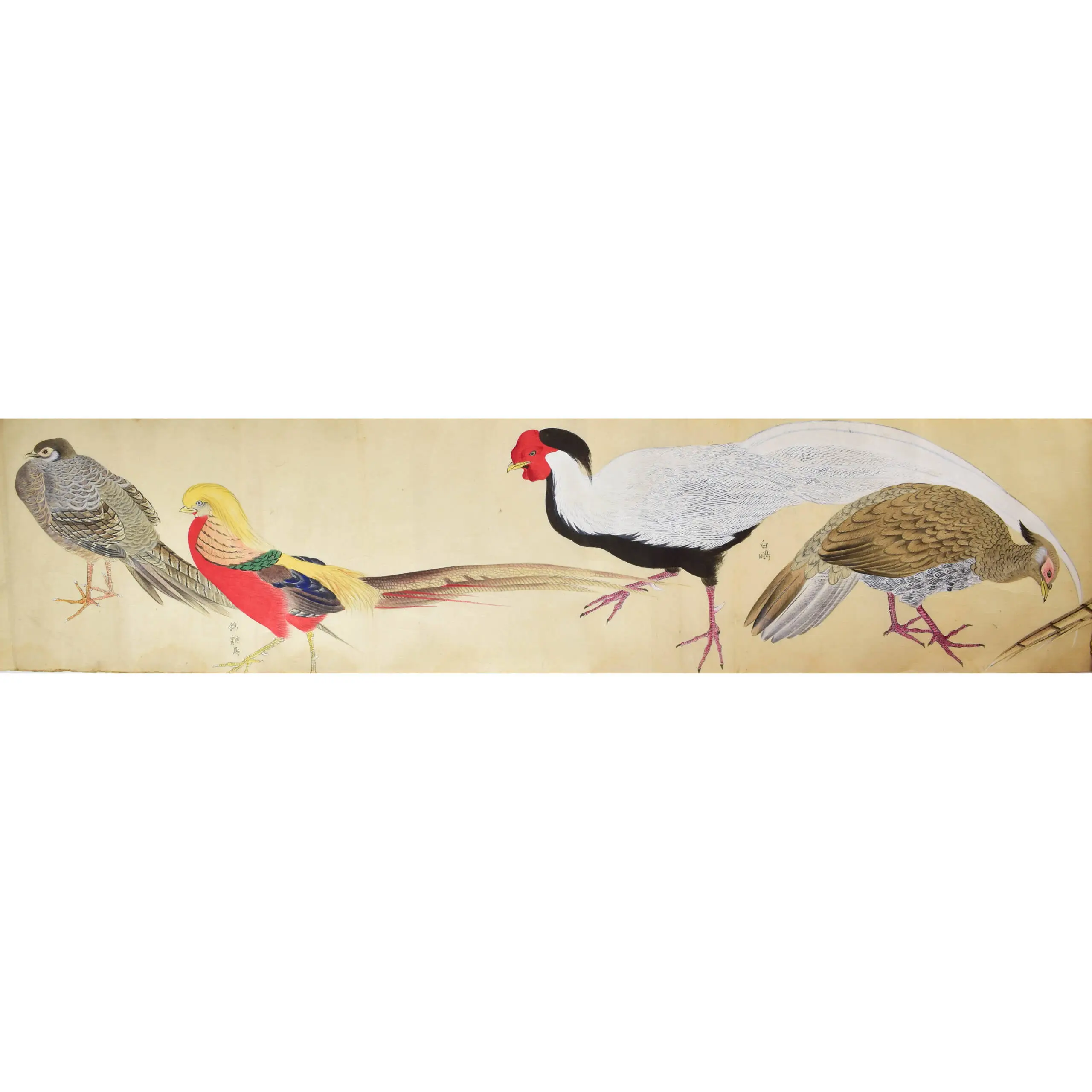 A Fine Scroll with Watercolours of 29 Birds including 12 Parrots (4)