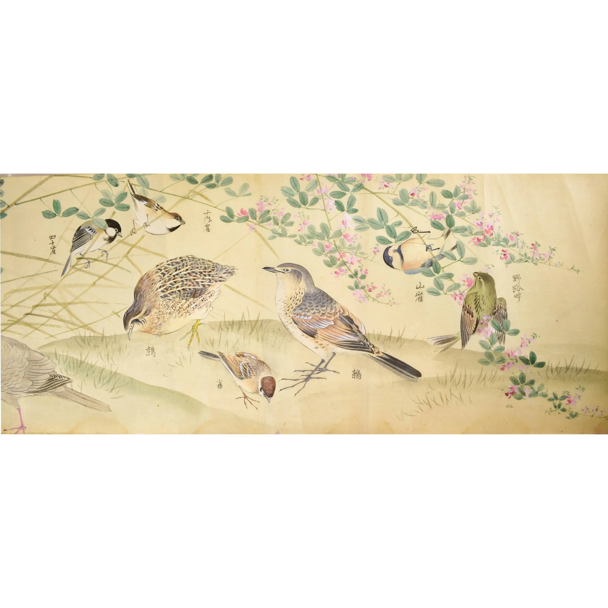 A Fine Scroll with Watercolours of 29 Birds including 12 Parrots (5)