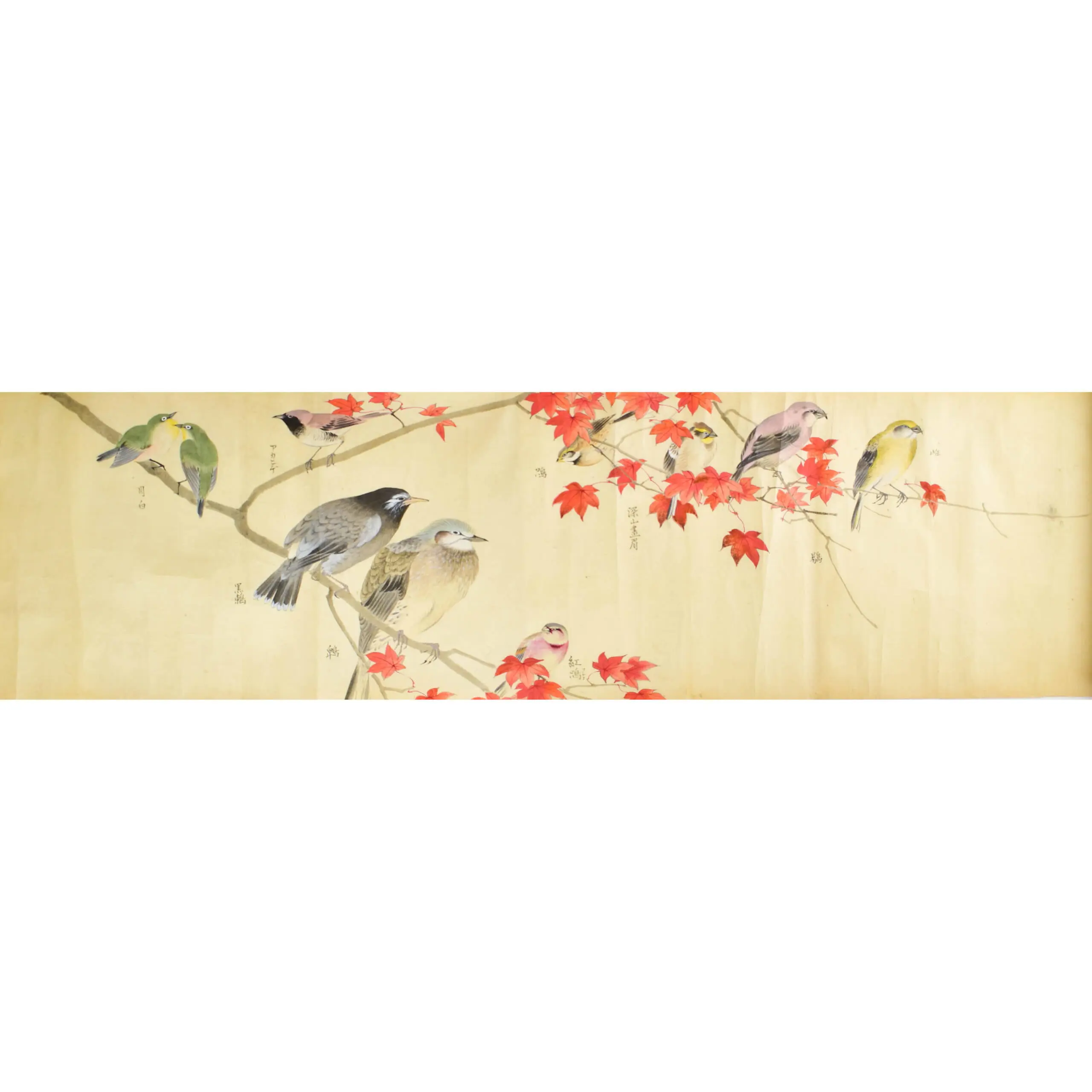 A Fine Scroll with Watercolours of 29 Birds including 12 Parrots (6)