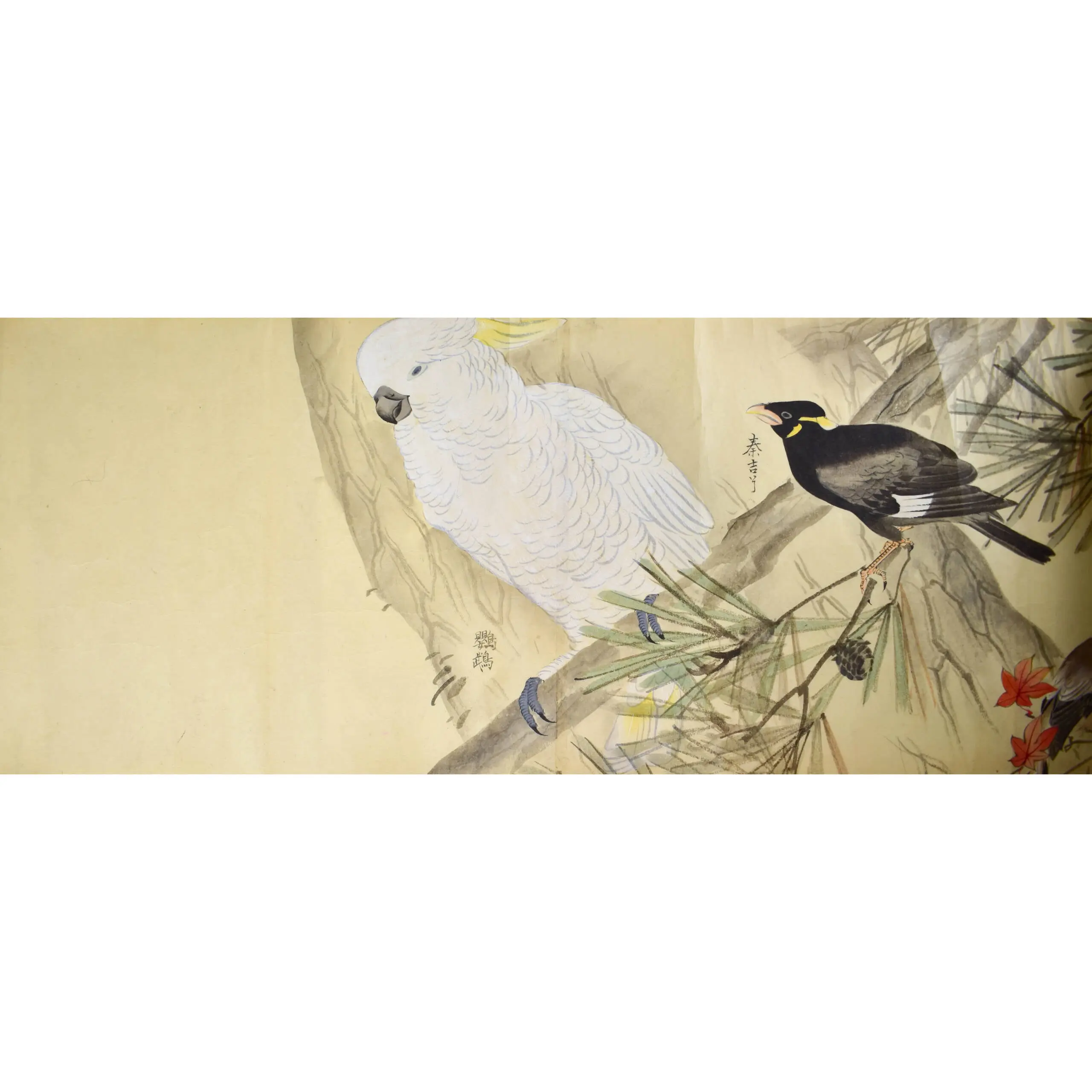 A Fine Scroll with Watercolours of 29 Birds including 12 Parrots (7)