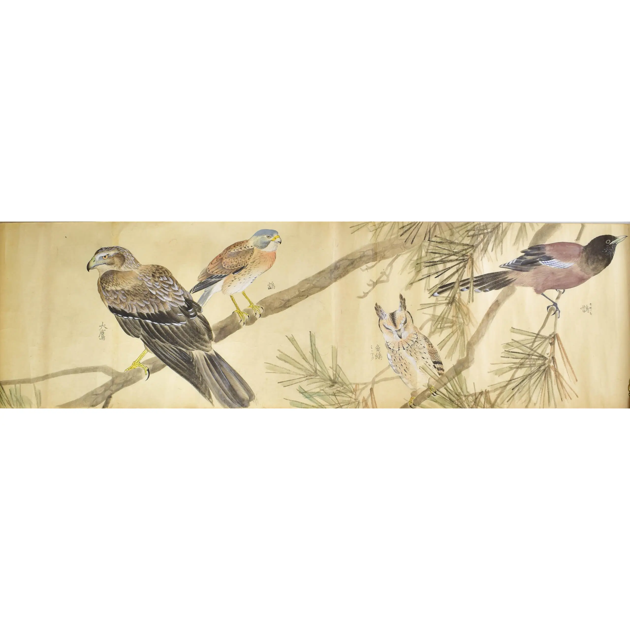 A Fine Scroll with Watercolours of 29 Birds including 12 Parrots (8)