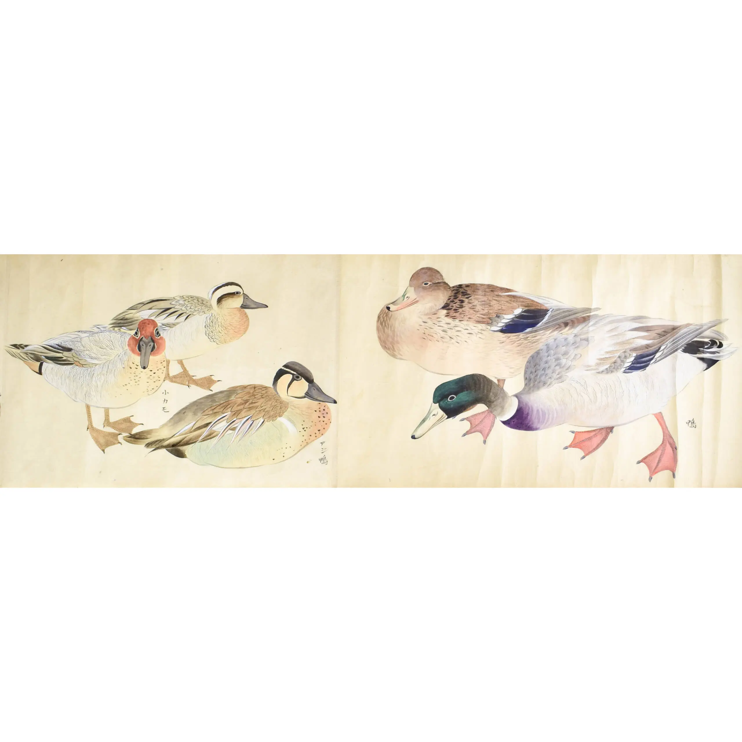 A Fine Scroll with Watercolours of 29 Birds including 12 Parrots (9)