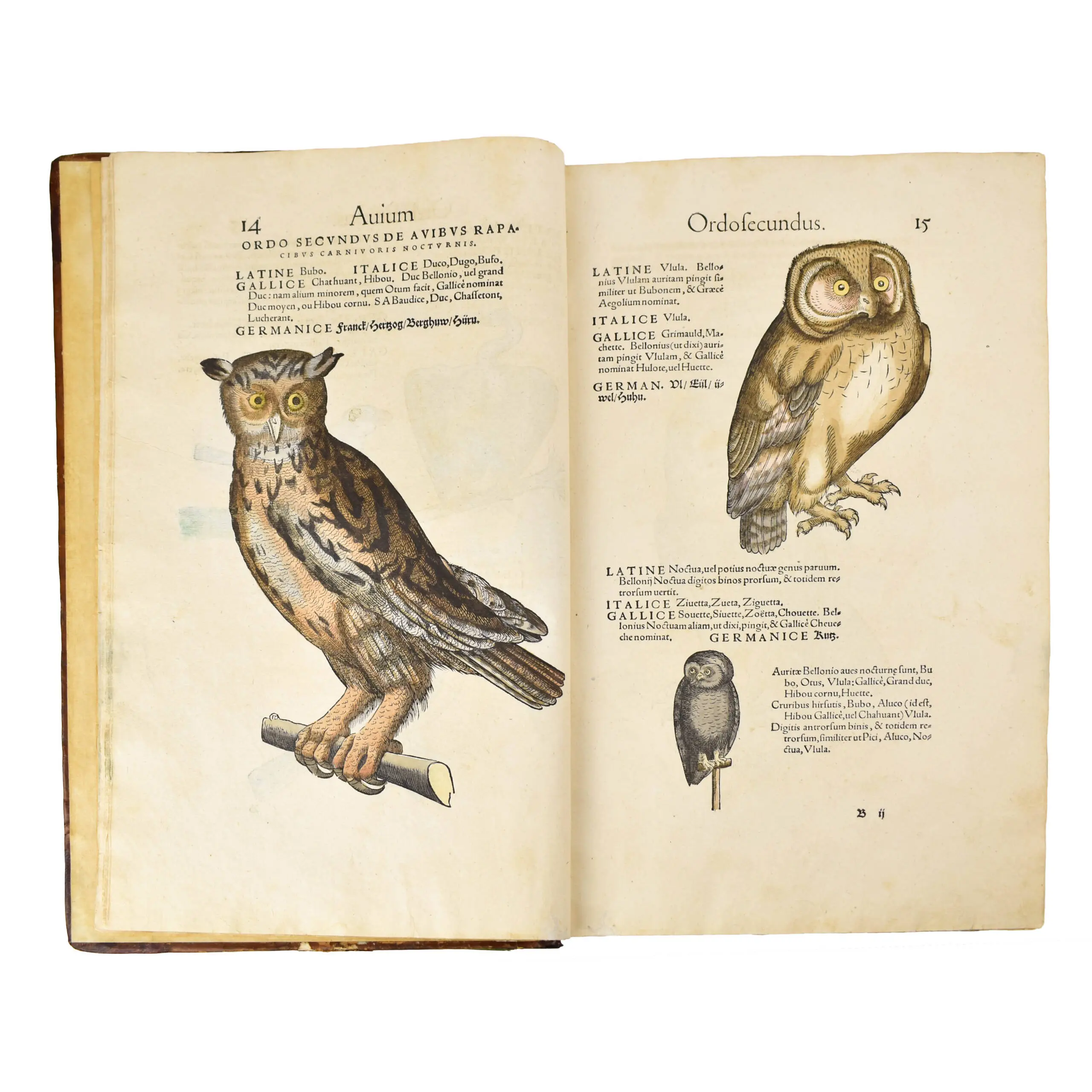 Icones Avium omnium, quae in historia avium Conradi Gesneri describuntur … Editio secunda, novis aliquot eiconibus aucta … Die Figuren und Contrafacturen der Vögeln (4)