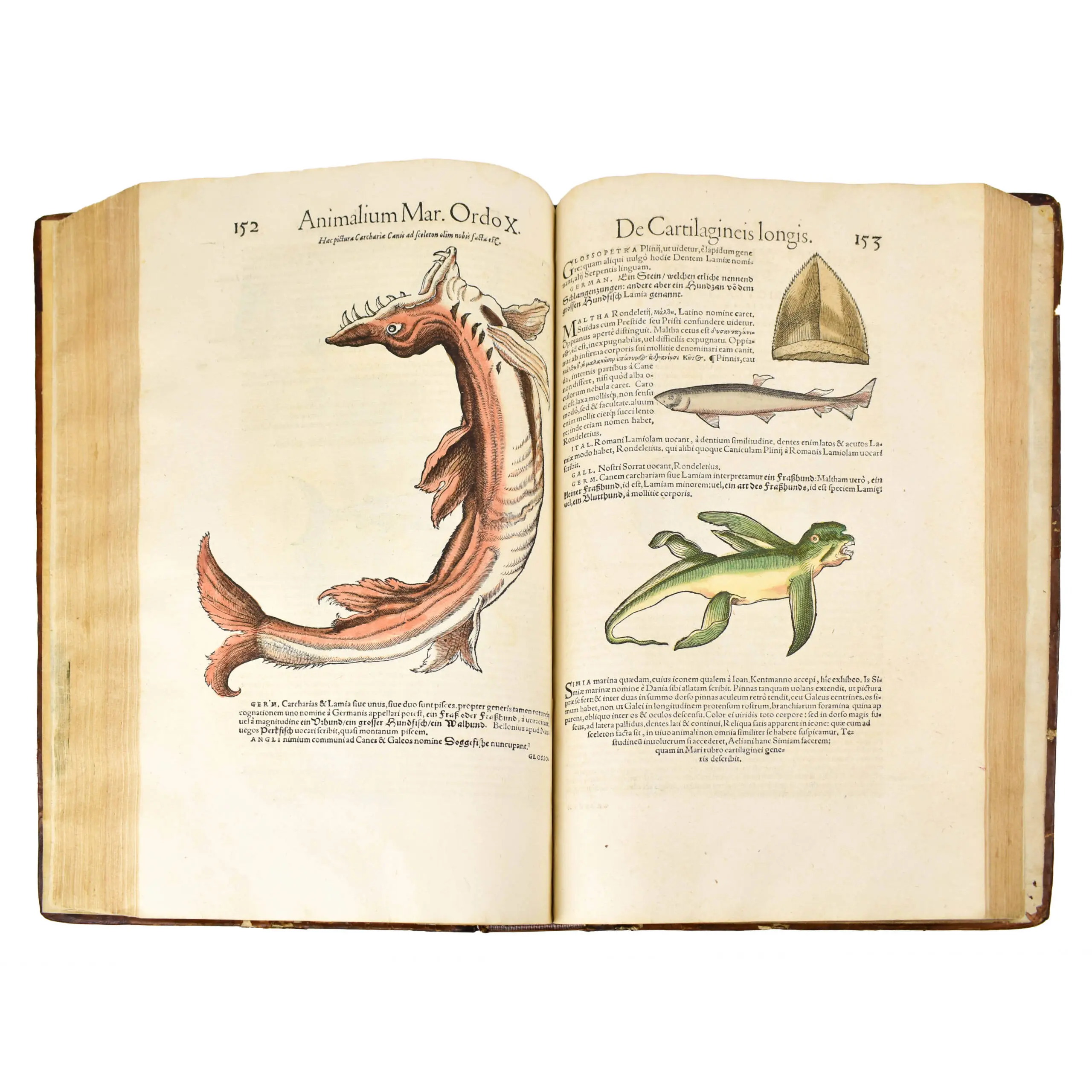 Icones Avium omnium, quae in historia avium Conradi Gesneri describuntur … Editio secunda, novis aliquot eiconibus aucta … Die Figuren und Contrafacturen der Vögeln (3)