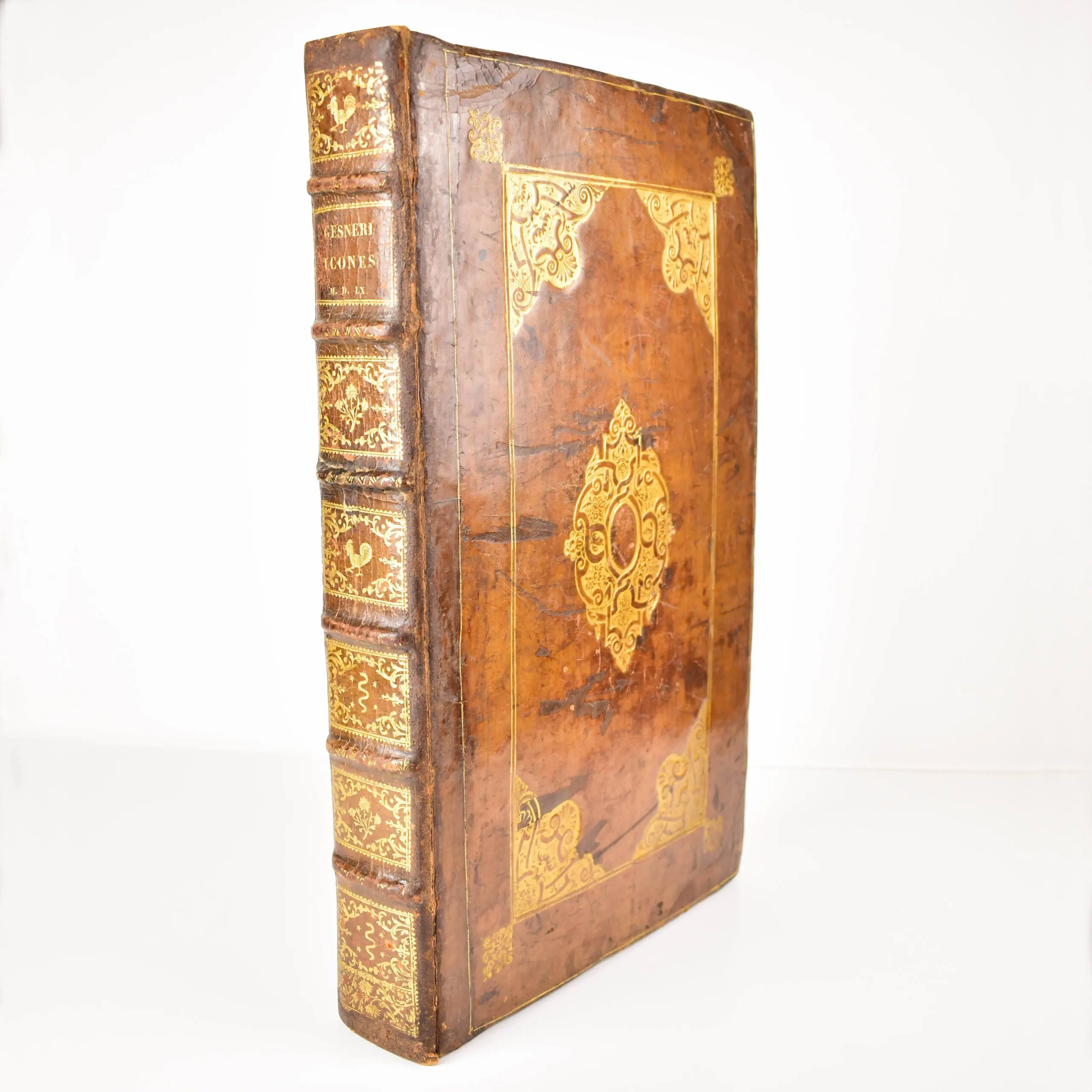 Icones Avium omnium, quae in historia avium Conradi Gesneri describuntur … Editio secunda, novis aliquot eiconibus aucta … Die Figuren und Contrafacturen der Vögeln (5)