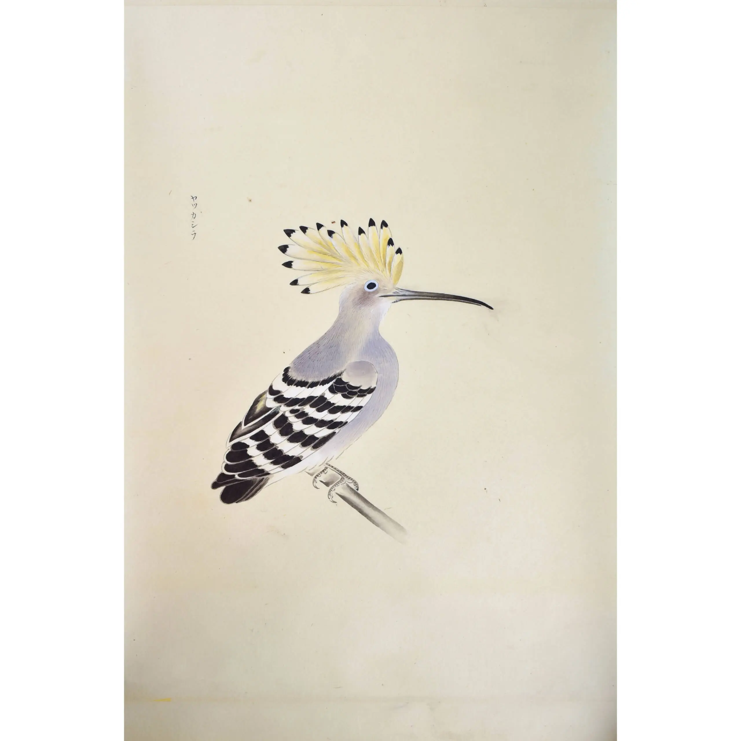 A Very Fine large Scroll of Sixty- Six Exotic Birds Painted in very strong Gouache Colours (4)