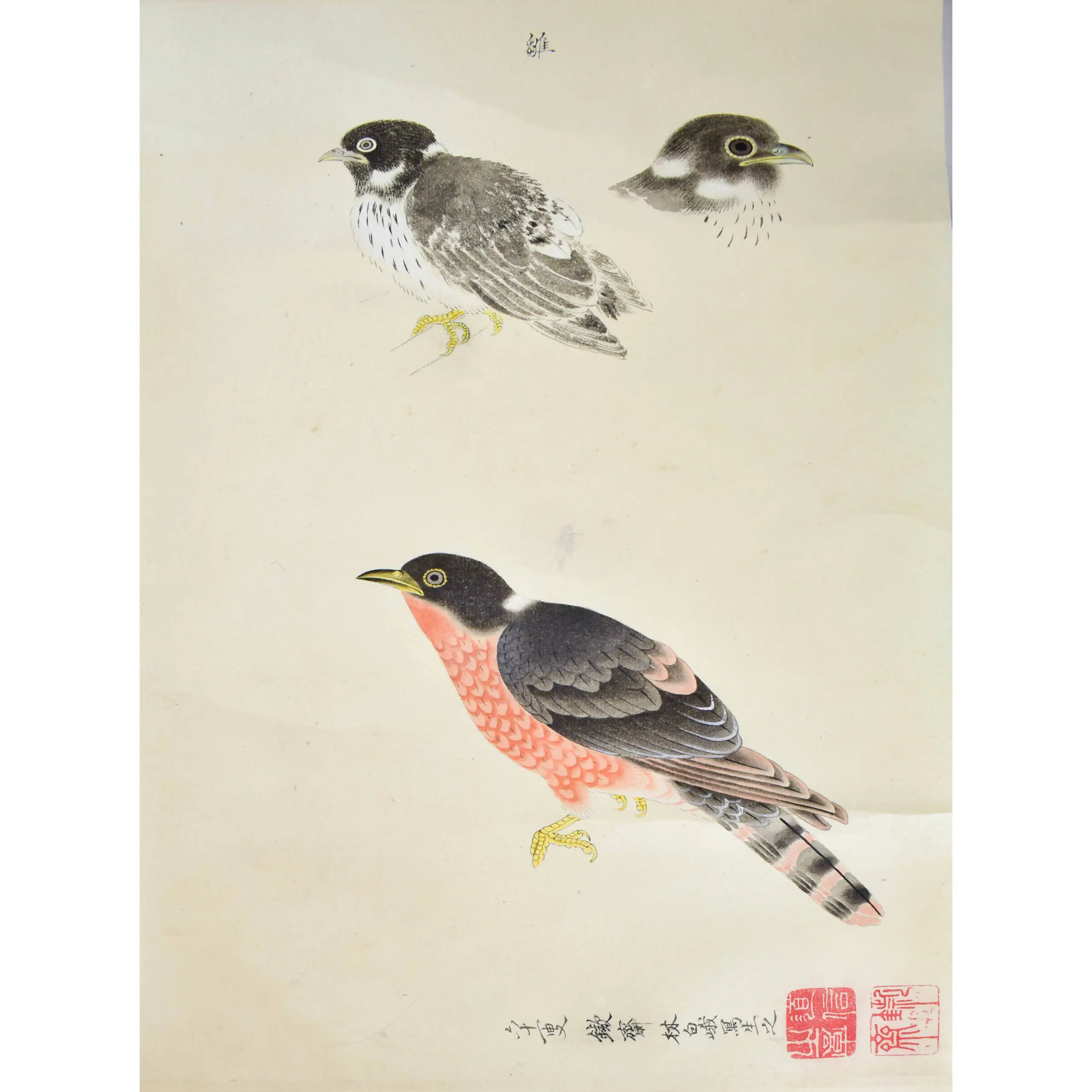 A Very Fine large Scroll of Sixty- Six Exotic Birds Painted in very strong Gouache Colours (5)