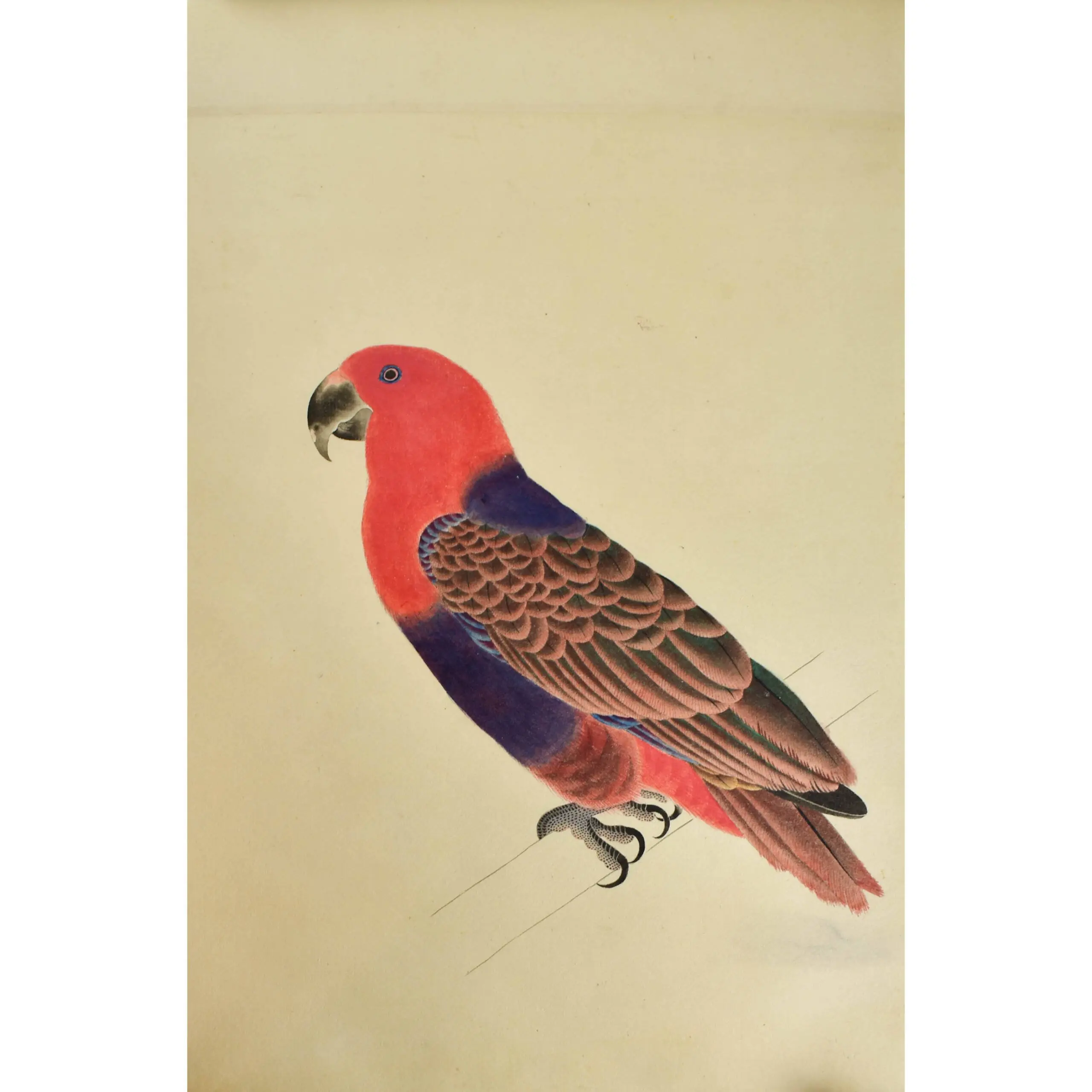 A Very Fine large Scroll of Sixty- Six Exotic Birds Painted in very strong Gouache Colours (2)