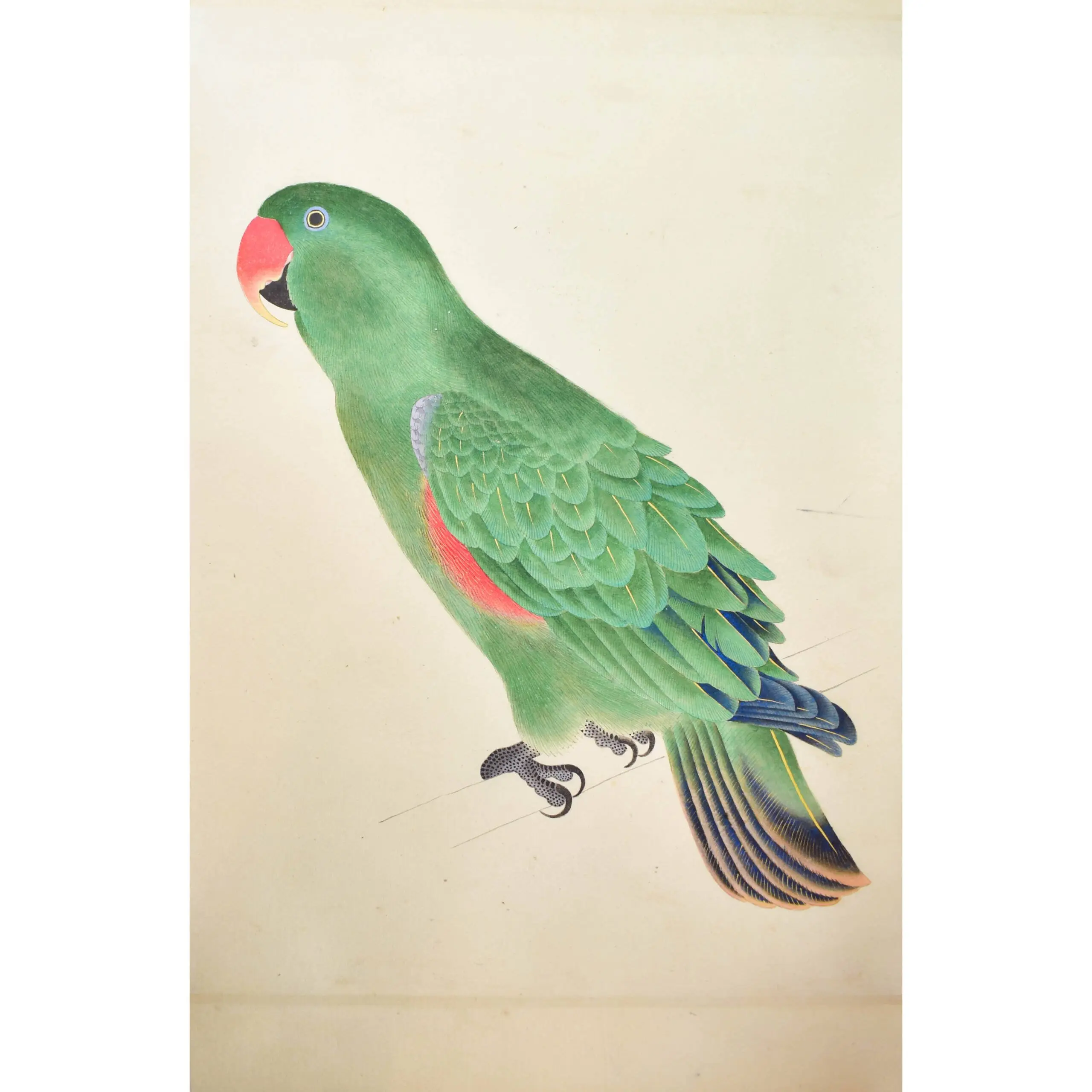A Very Fine large Scroll of Sixty- Six Exotic Birds Painted in very strong Gouache Colours (3)