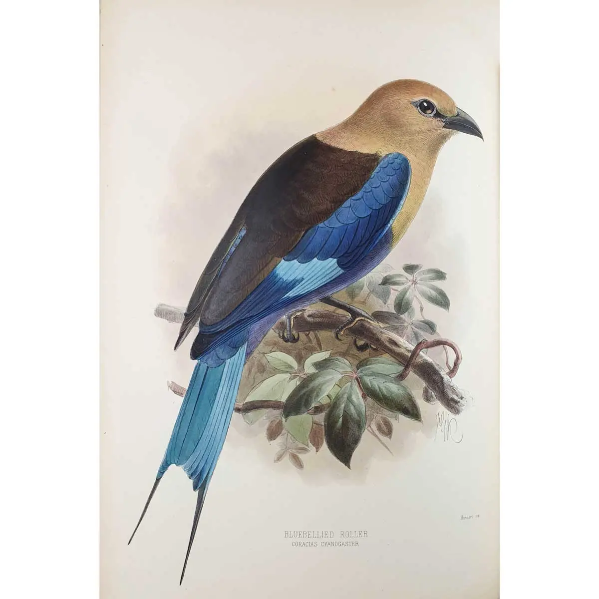 A Monograph of the Coraciidae, or Family of the Rollers.