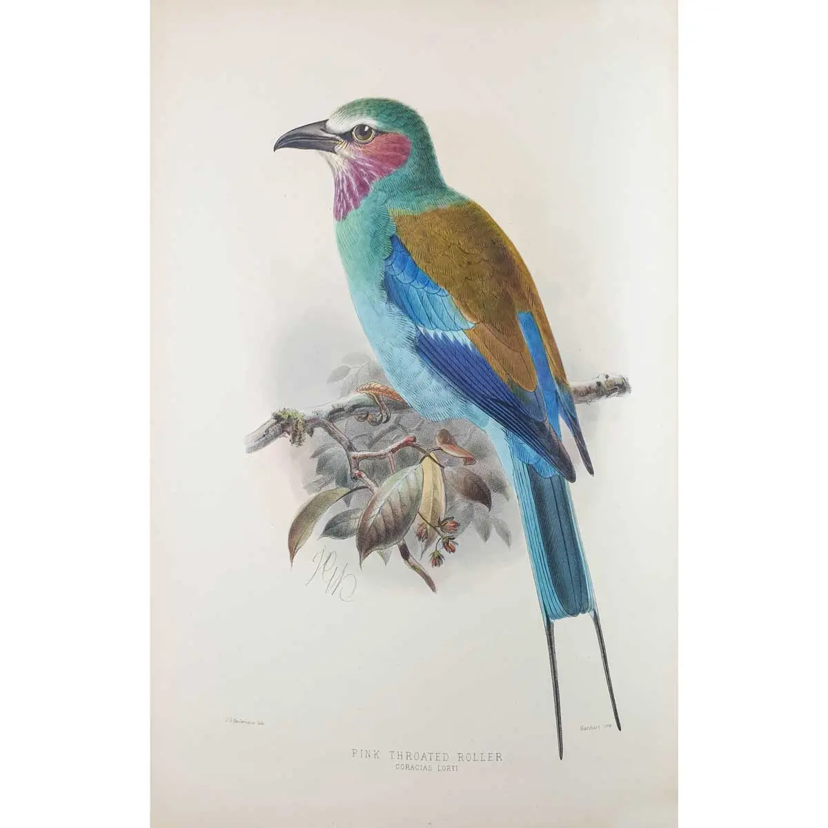 A Monograph of the Coraciidae, or Family of the Rollers (2)