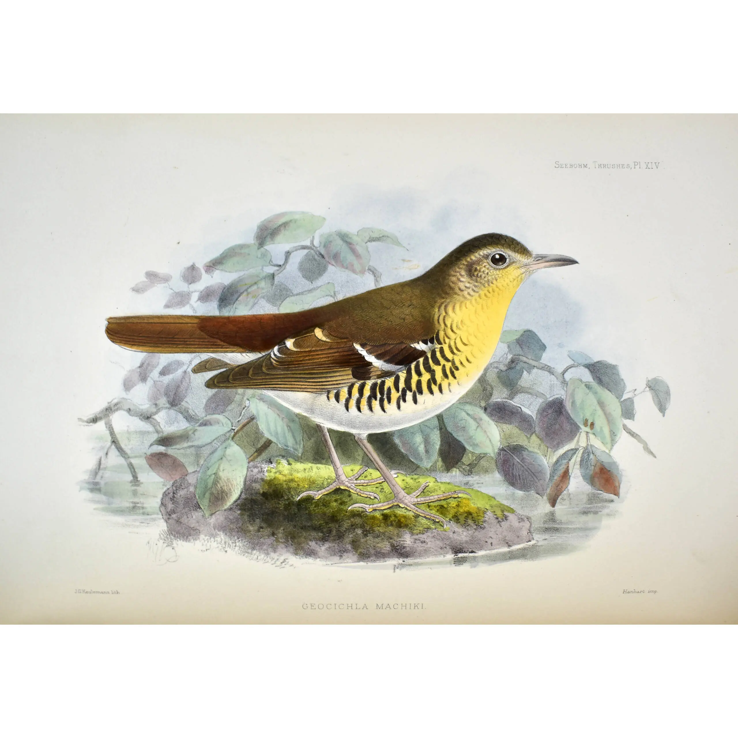 A Monograph of the Turdidae, or Family of Thrushes (3)