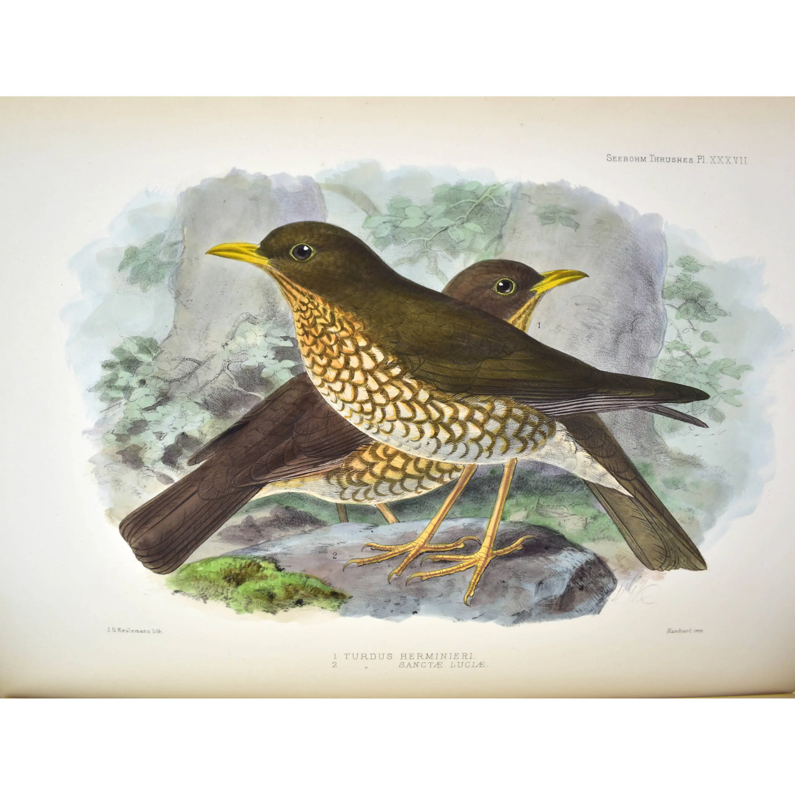 A Monograph of the Turdidae, or Family of Thrushes (2)