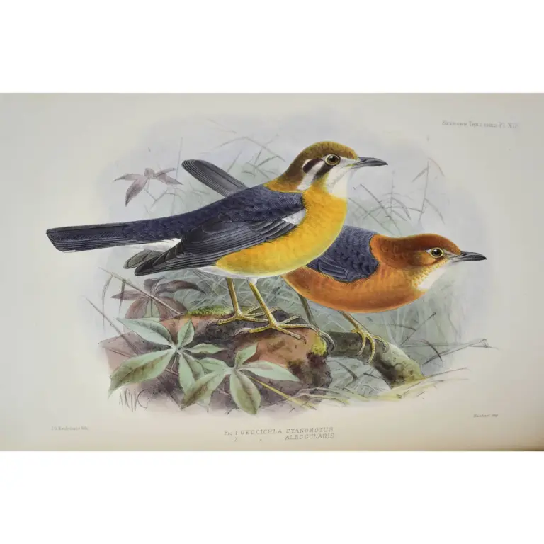 A Monograph of the Turdidae, or Family of Thrushes