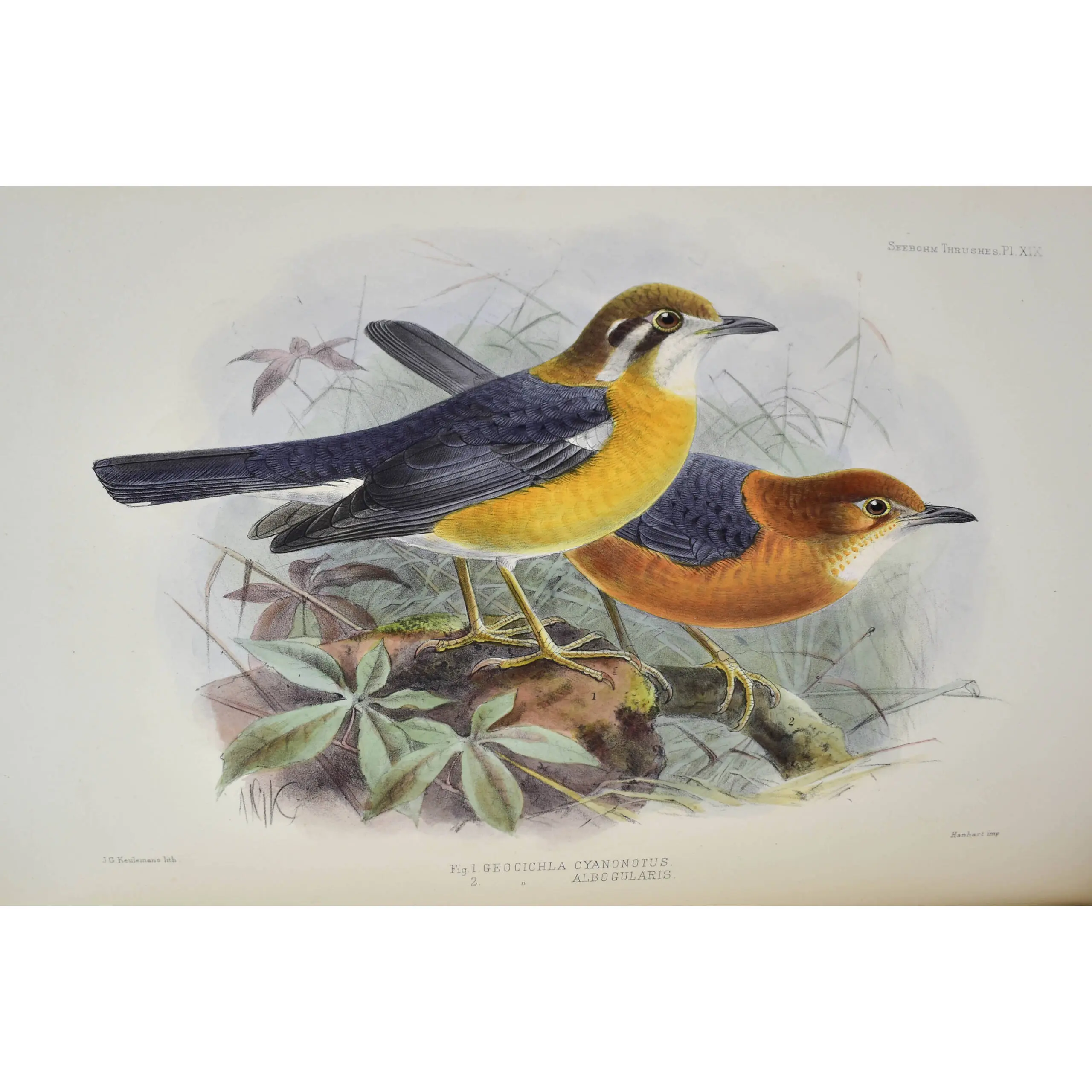 A Monograph of the Turdidae, or Family of Thrushes