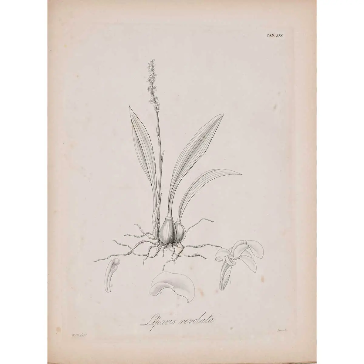 The Botany of Captain Beechey’s voyage; comprising an account of the plants collected by Messrs. Lay and Collie, and other officers of the expedition (3)