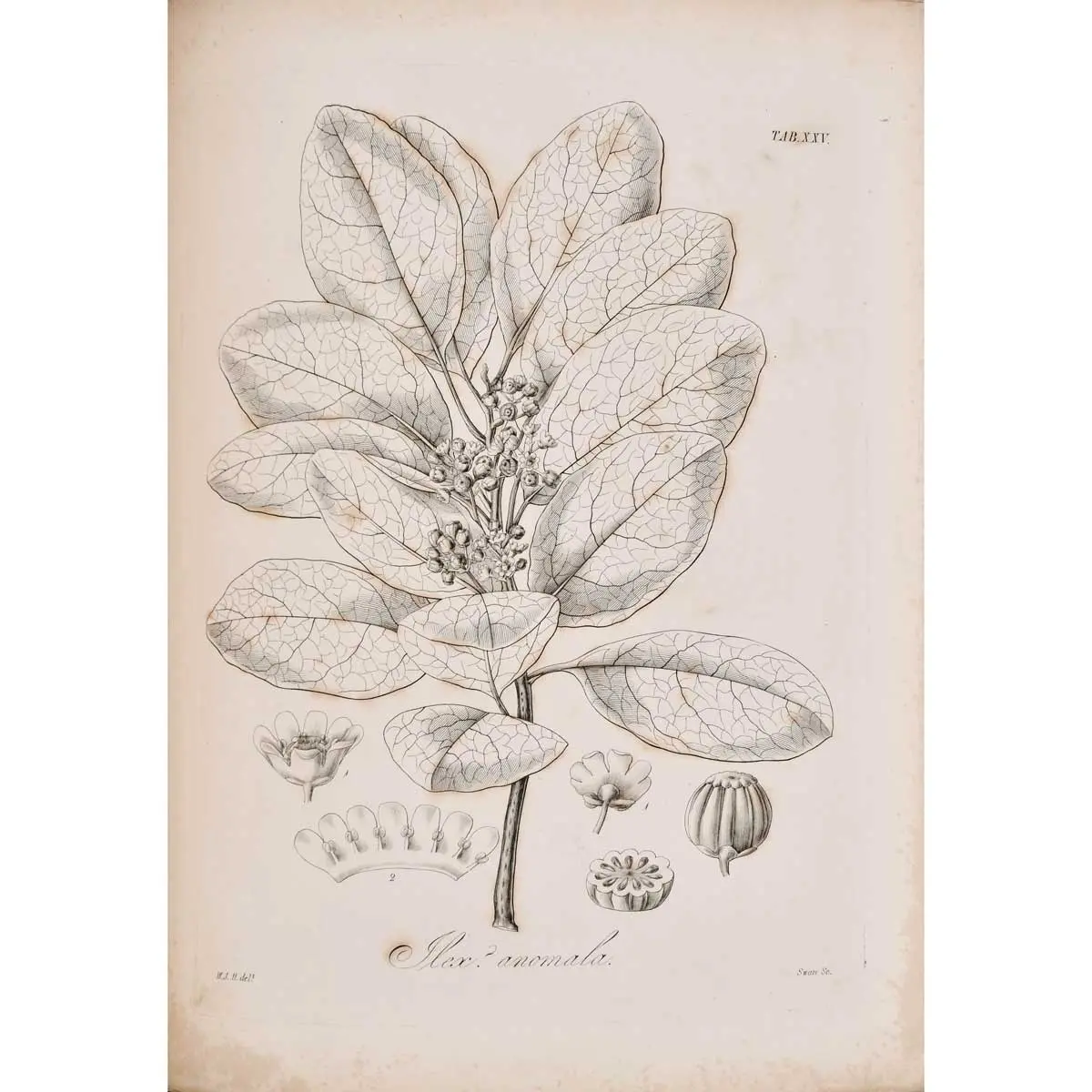 The Botany of Captain Beechey’s voyage; comprising an account of the plants collected by Messrs. Lay and Collie, and other officers of the expedition (2)