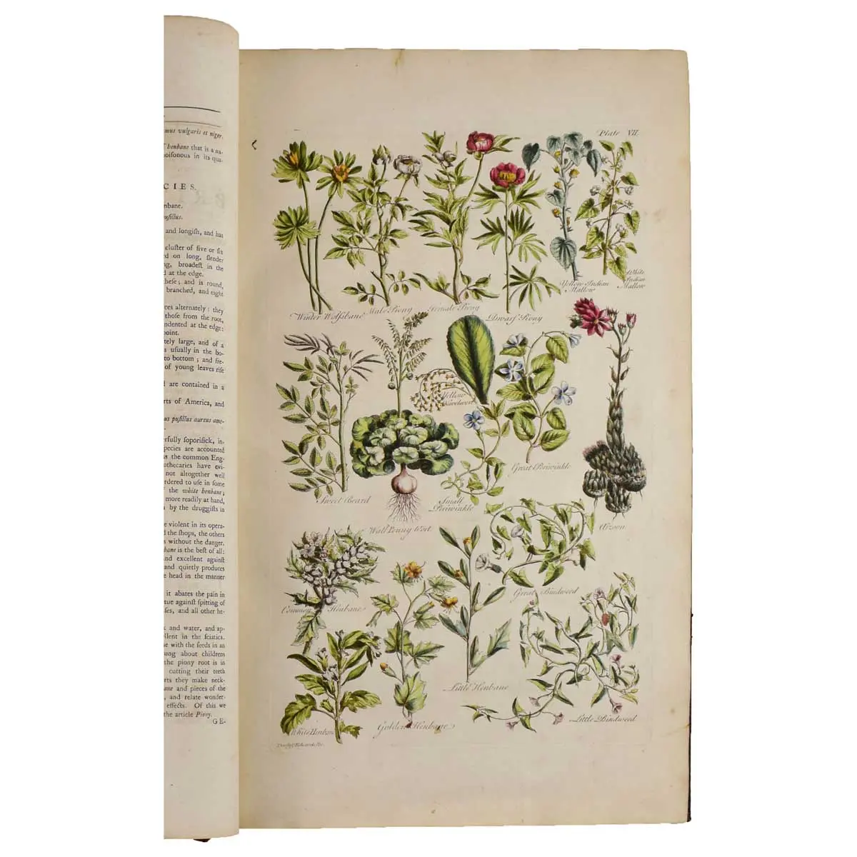The British Herbal: An history of plants and trees, natives of Britain, cultivated for use, or raised for beauty (7)