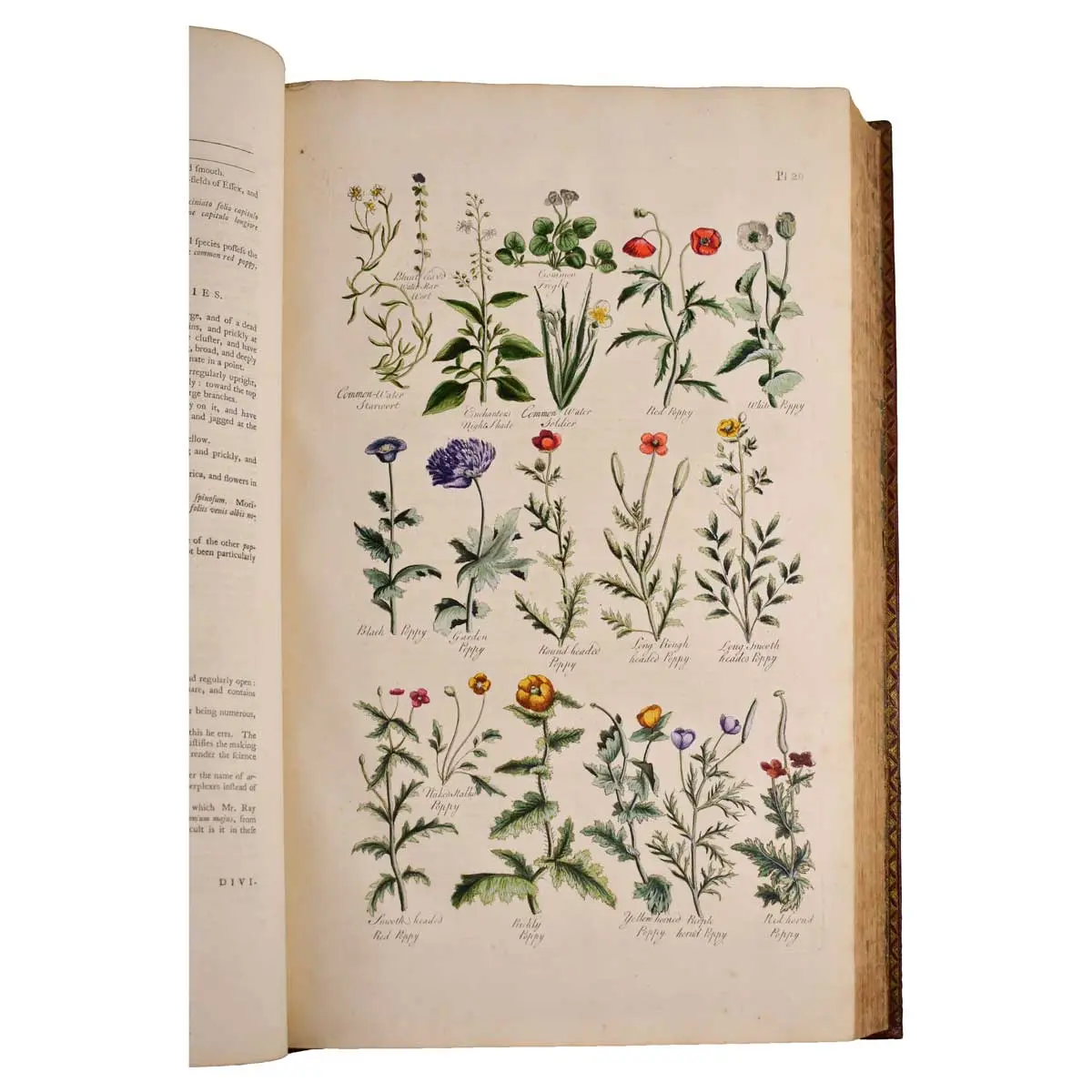 The British Herbal: An history of plants and trees, natives of Britain, cultivated for use, or raised for beauty (6)