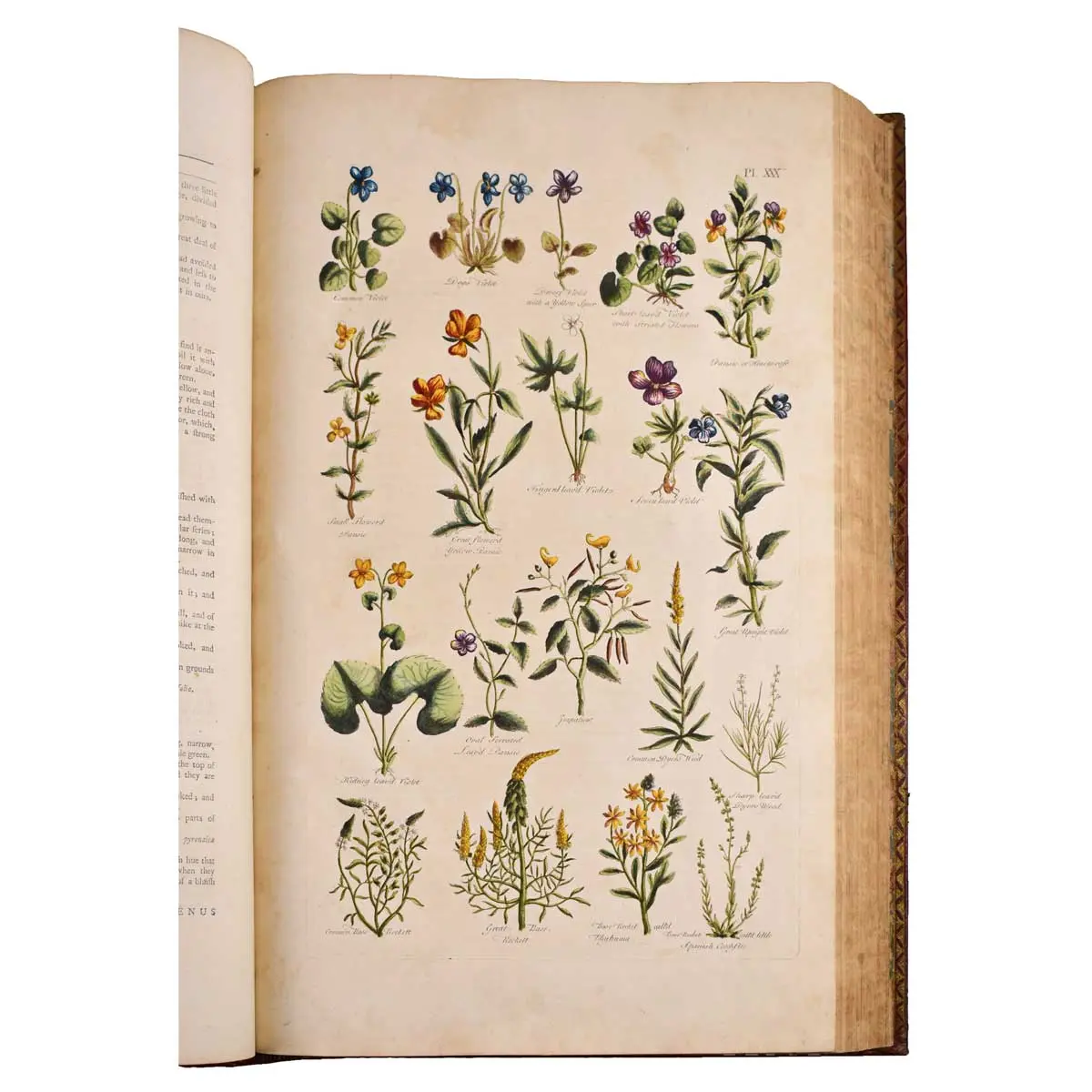 The British Herbal: An history of plants and trees, natives of Britain, cultivated for use, or raised for beauty (5)