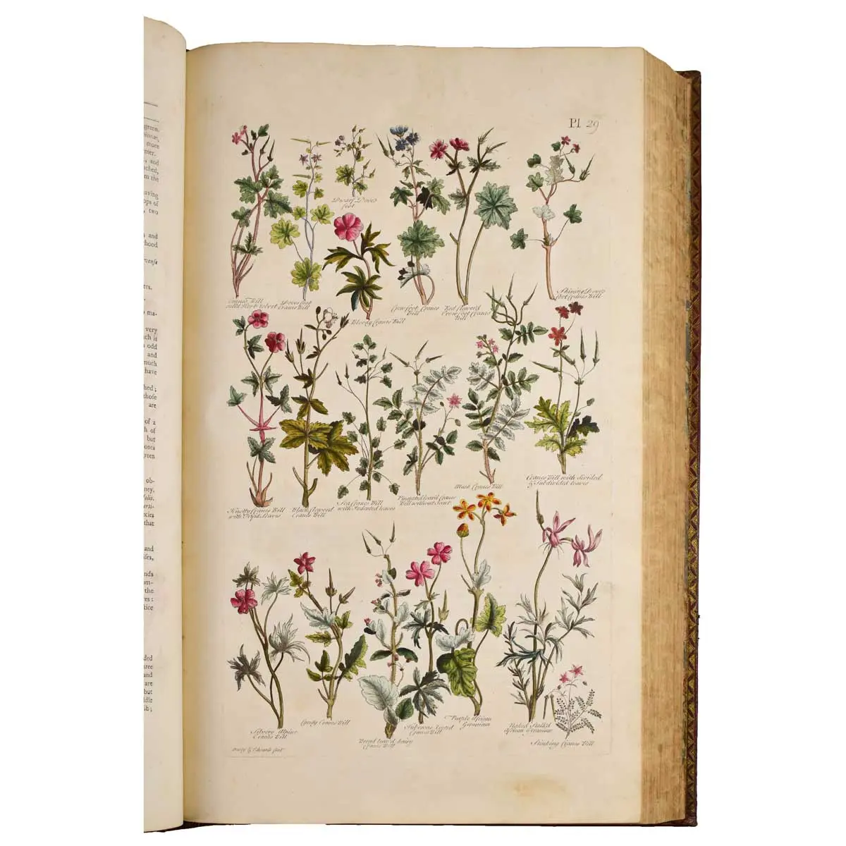 The British Herbal: An history of plants and trees, natives of Britain, cultivated for use, or raised for beauty (4)